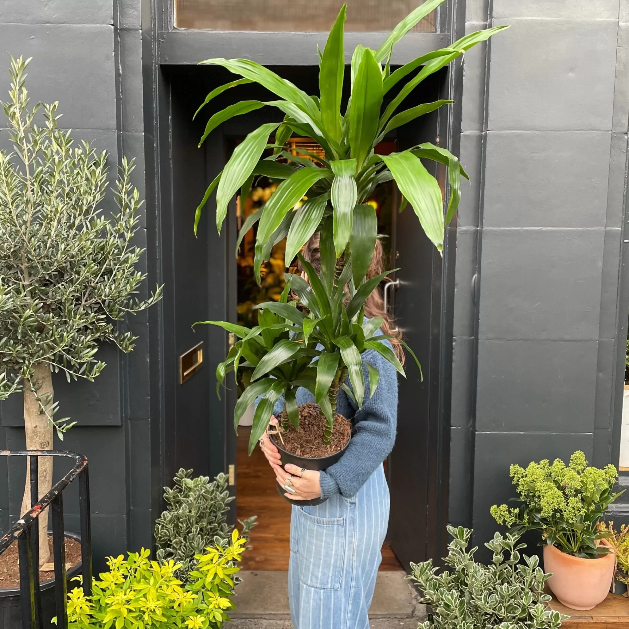 grow urban Dracaena 'Janet Craig' (120cm)- Top Air Purifying | Shade Tolerant