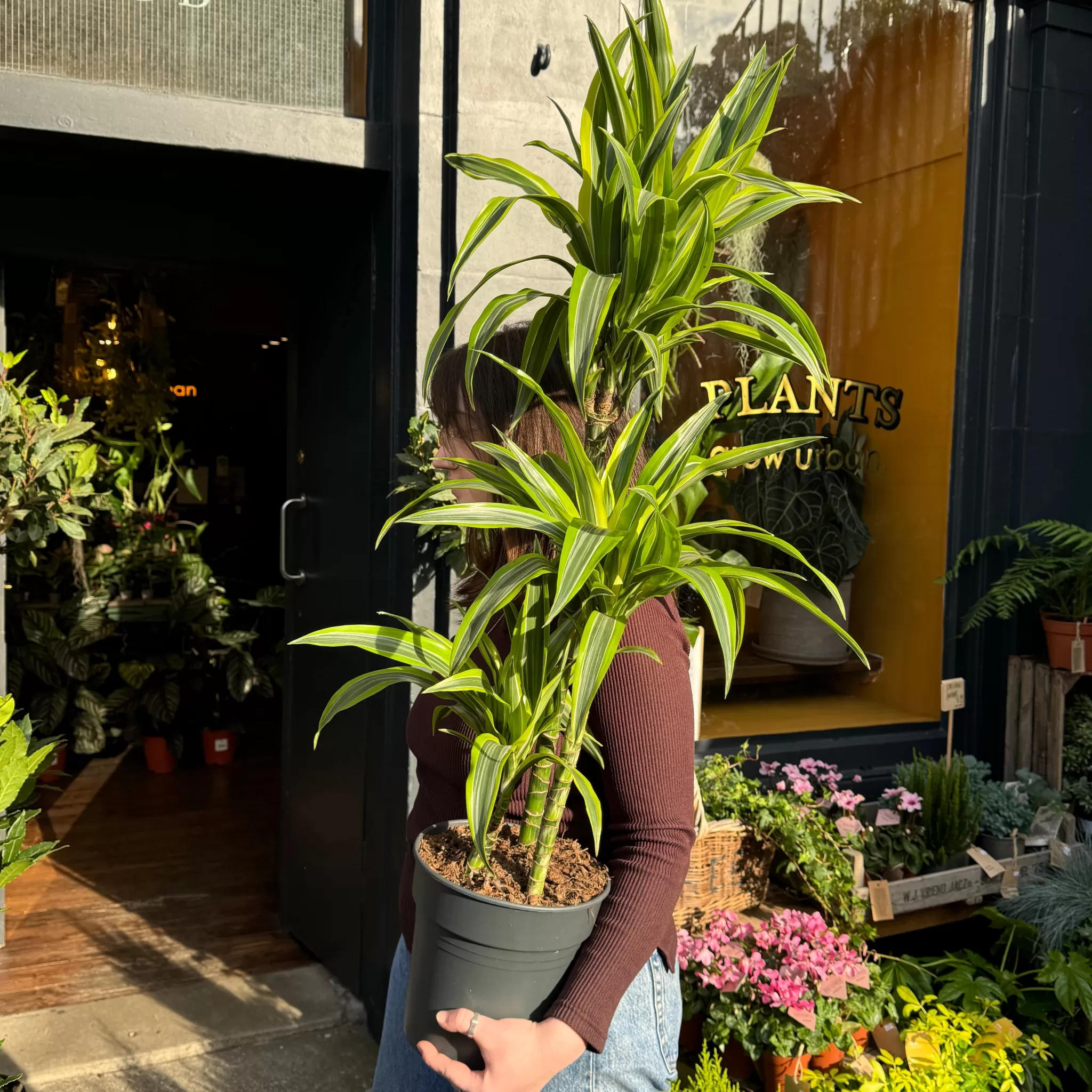 grow urban Dracaena ‘Lemon Lime’ (110cm)- Easy Care | Large & Tall Plants