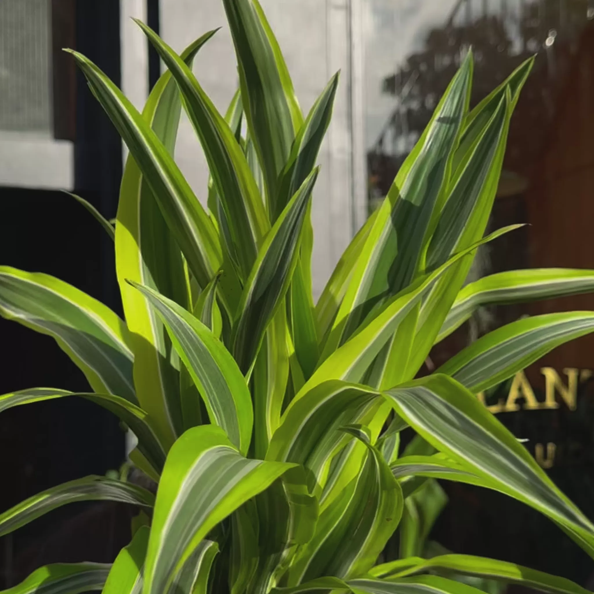 grow urban Dracaena ‘Lemon Lime’ (110cm)- Easy Care | Large & Tall Plants