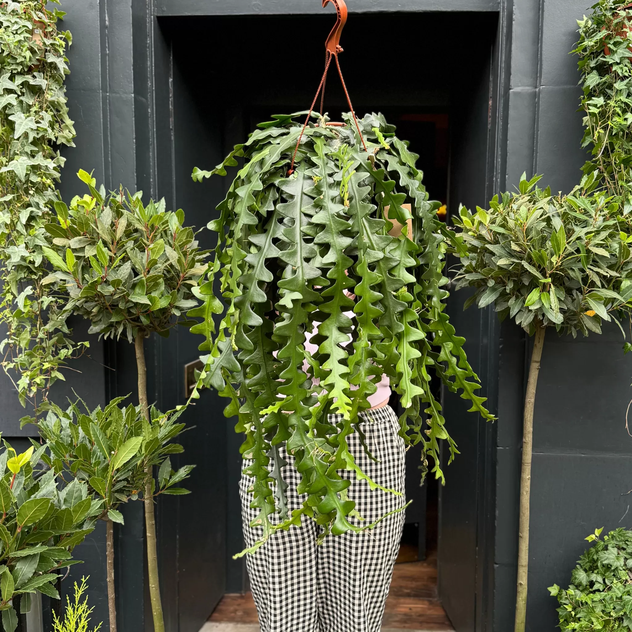 grow urban Epiphyllum Anguliger (21cm Hangpot)- Pet Friendly | Trailing & Hanging Plants