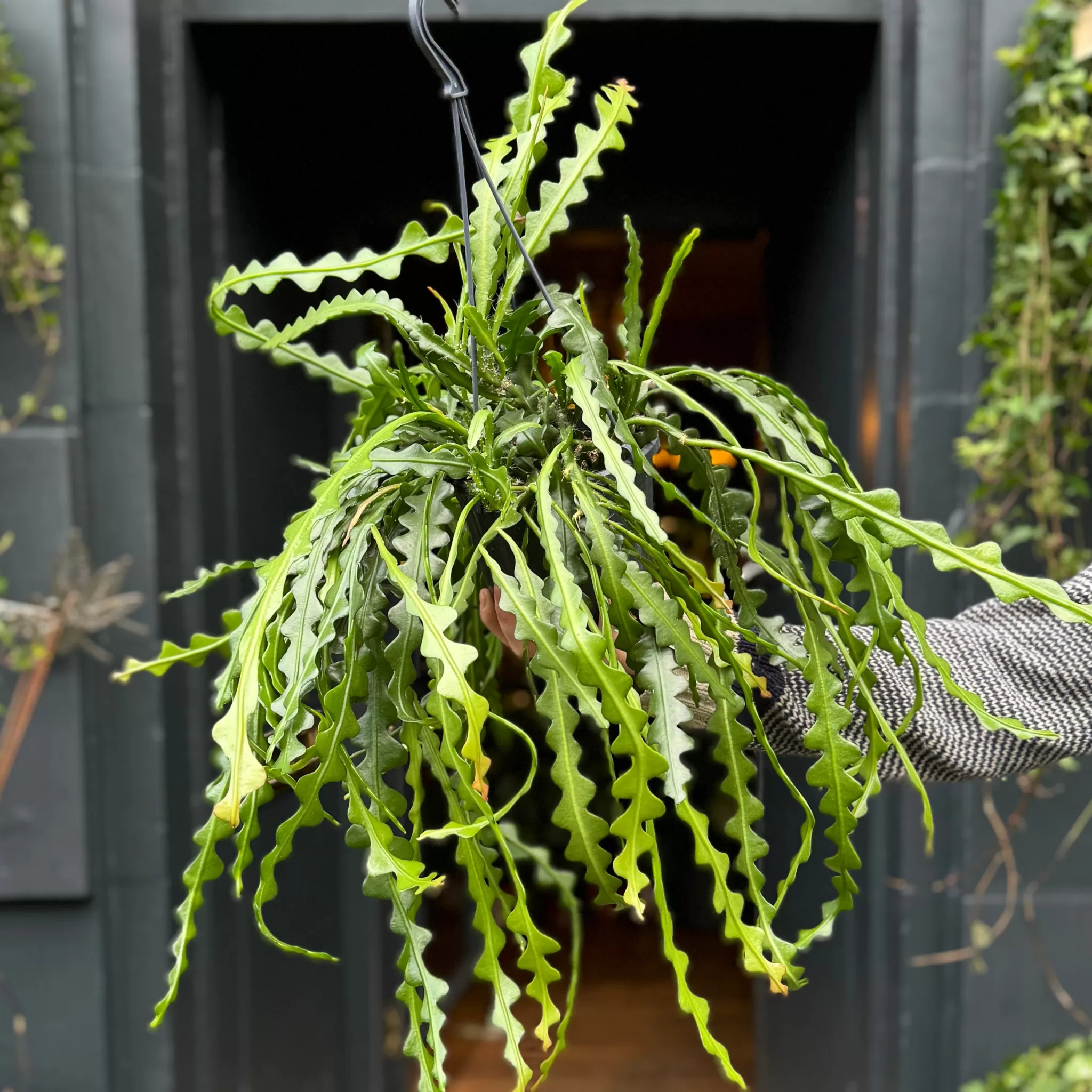 grow urban Epiphyllum Anguliger (15cm Hangpot)- Pet Friendly | Trailing & Hanging Plants