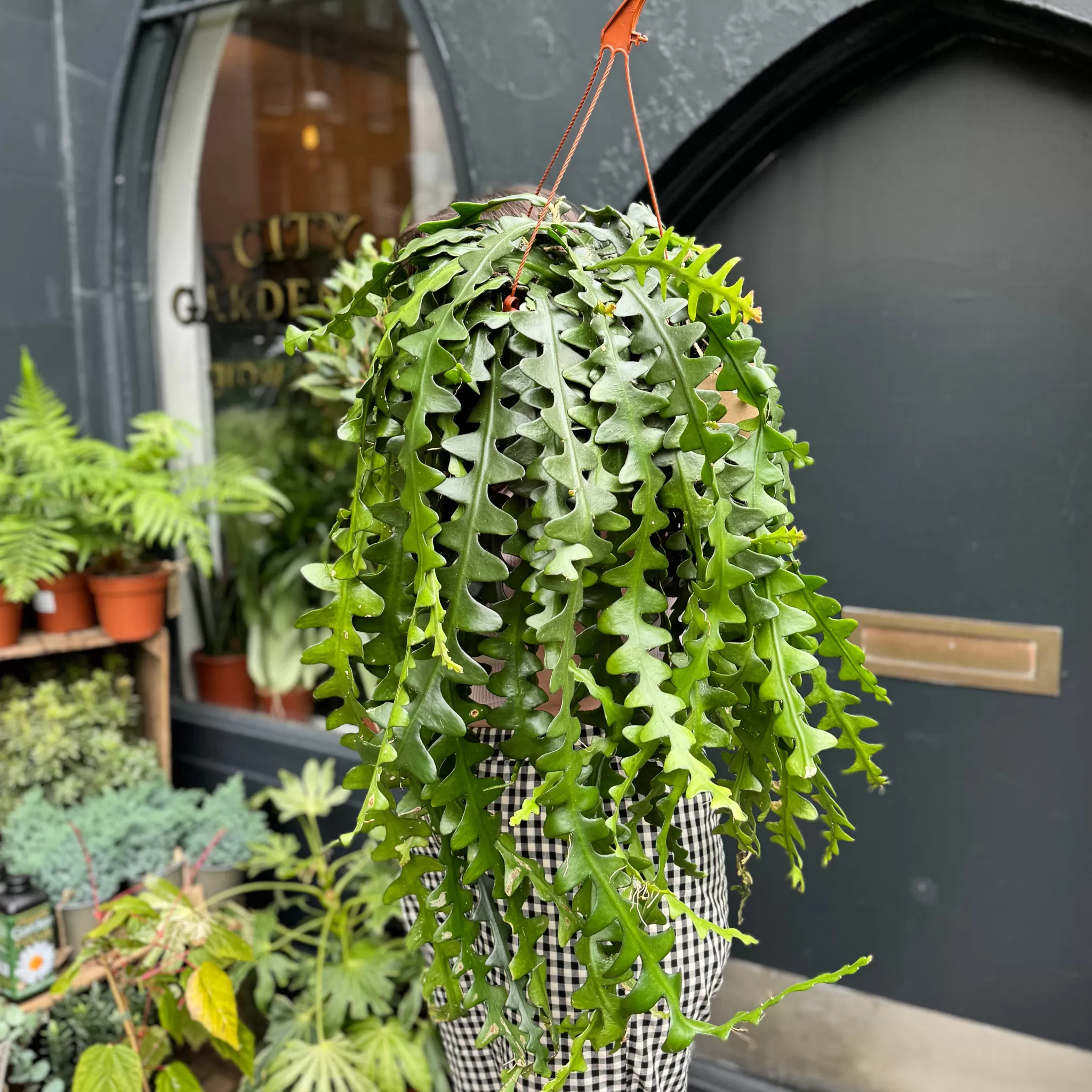 grow urban Epiphyllum Anguliger (21cm Hangpot)- Pet Friendly | Trailing & Hanging Plants