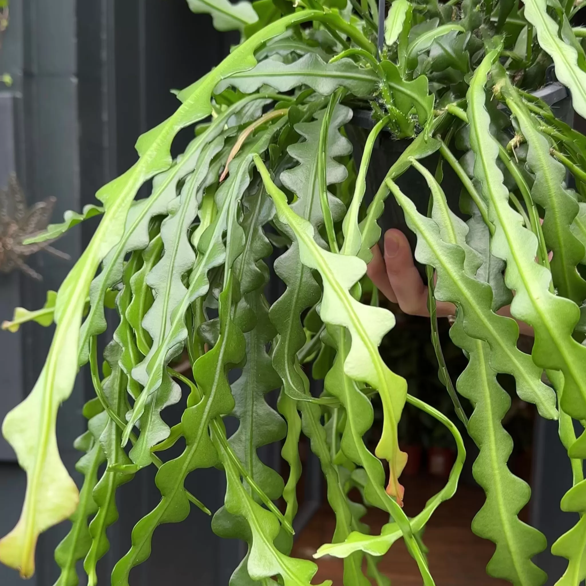 grow urban Epiphyllum Anguliger (15cm Hangpot)- Pet Friendly | Trailing & Hanging Plants