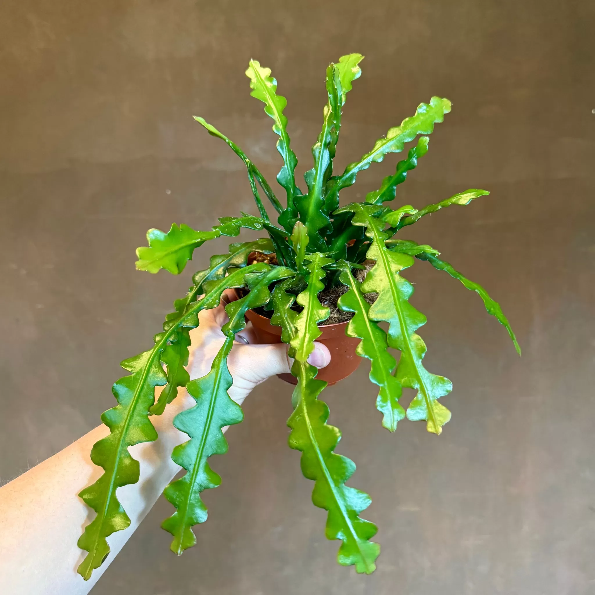grow urban Epiphyllum Anguliger (11cm Pot)- Pet Friendly | Trailing & Hanging Plants