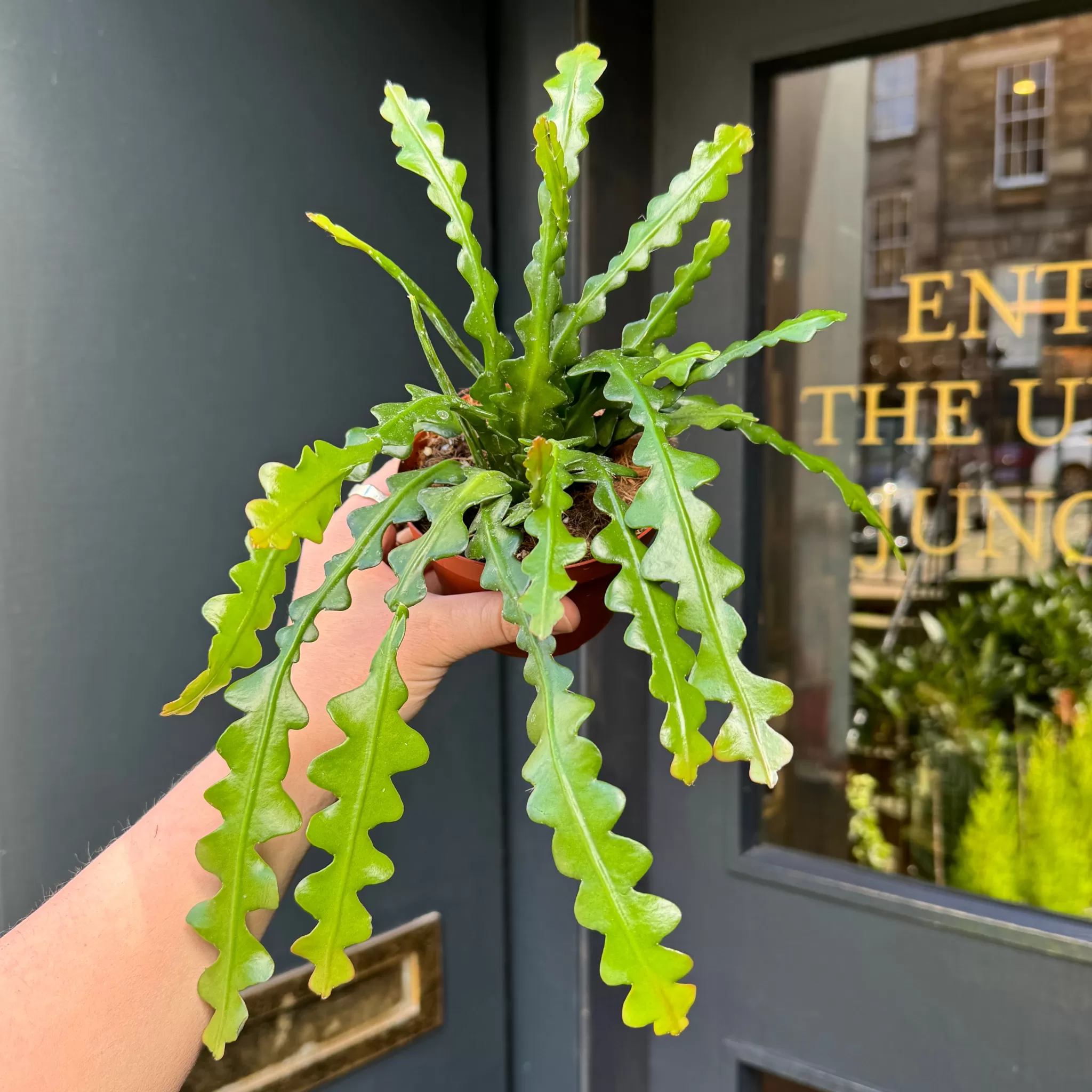 grow urban Epiphyllum Anguliger (11cm Pot)- Pet Friendly | Trailing & Hanging Plants