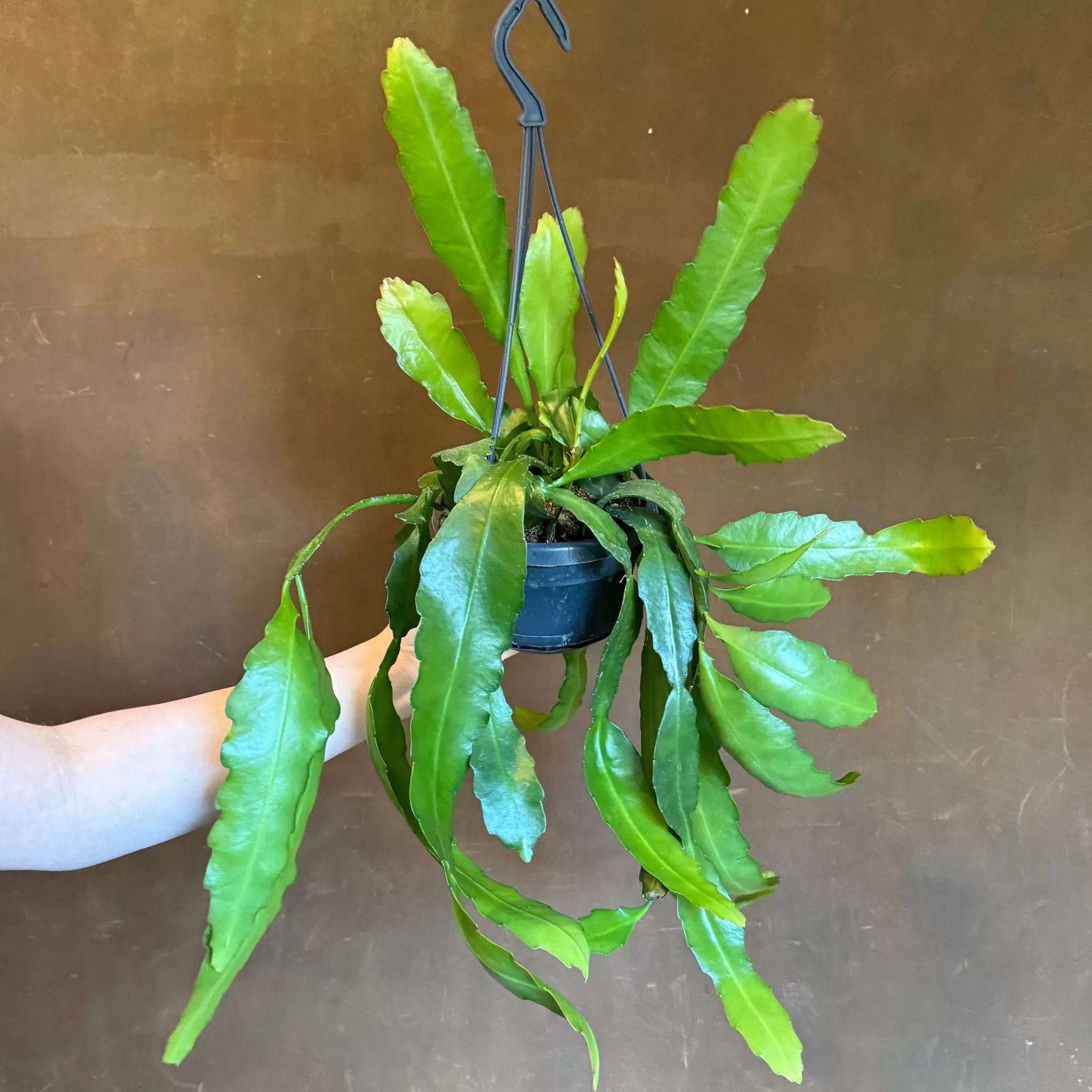 grow urban Epiphyllum 'Frühlingsgold'- Pet Friendly | Trailing & Hanging Plants