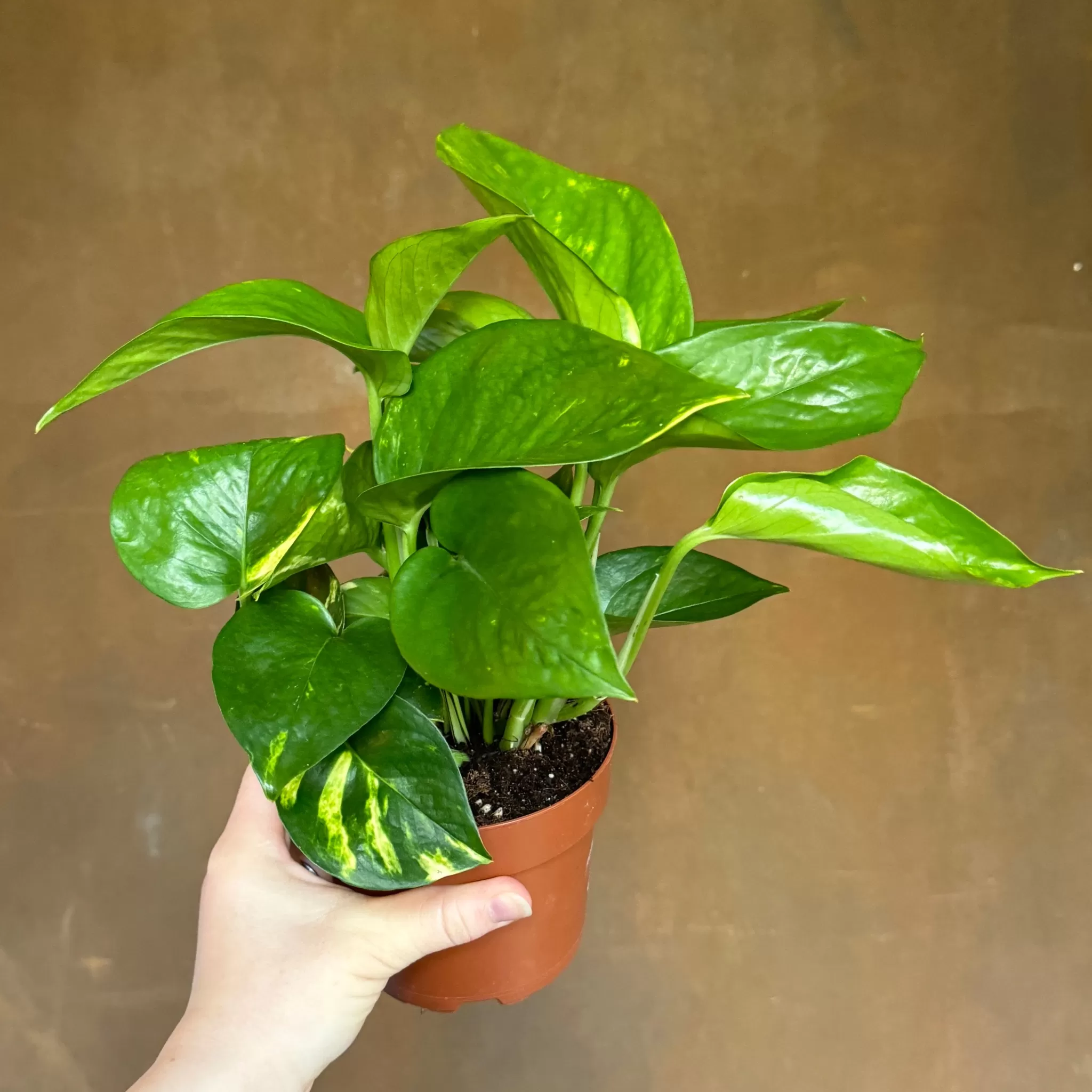 grow urban Epipremnum- Pothos | Shade Tolerant