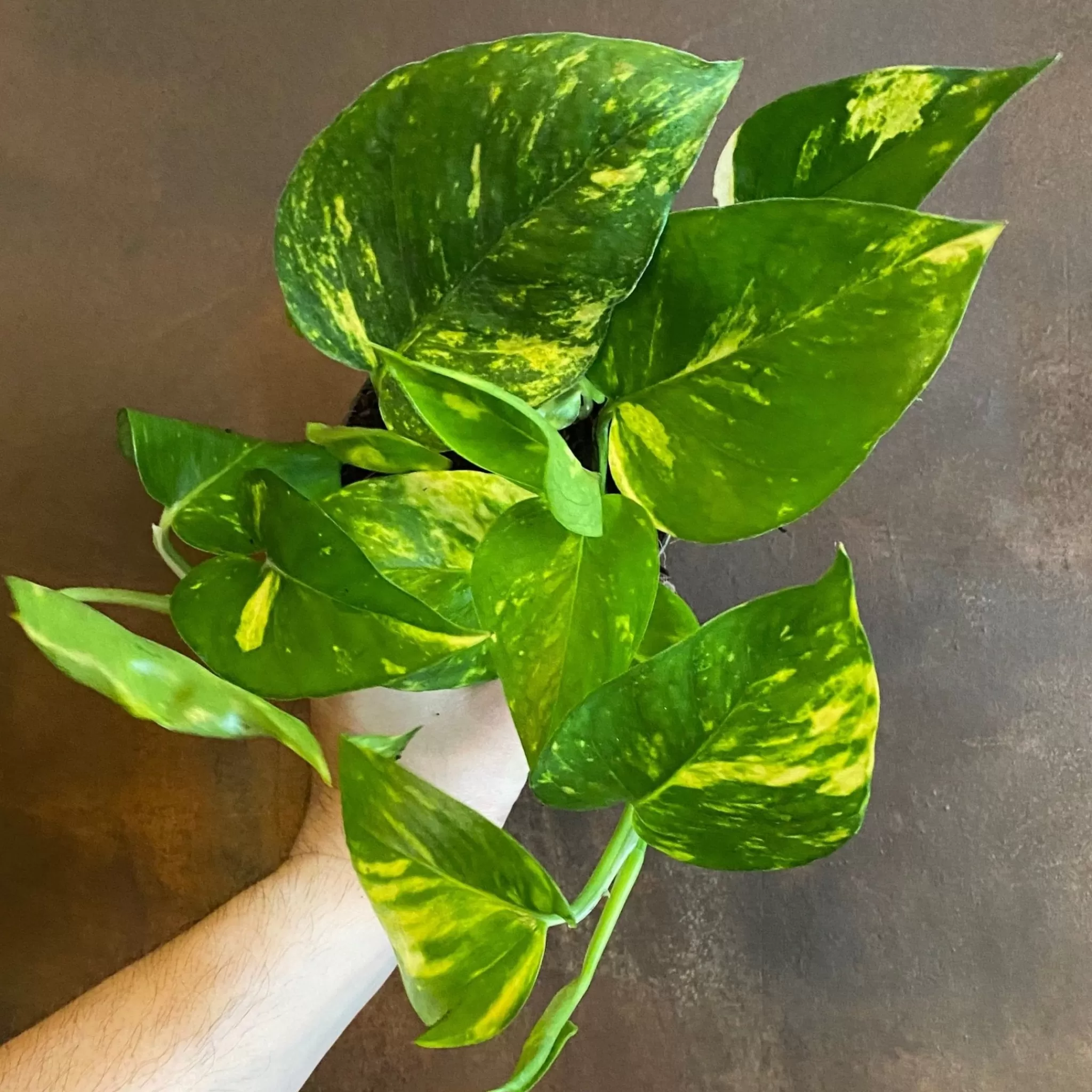grow urban Epipremnum Aureum- Pothos