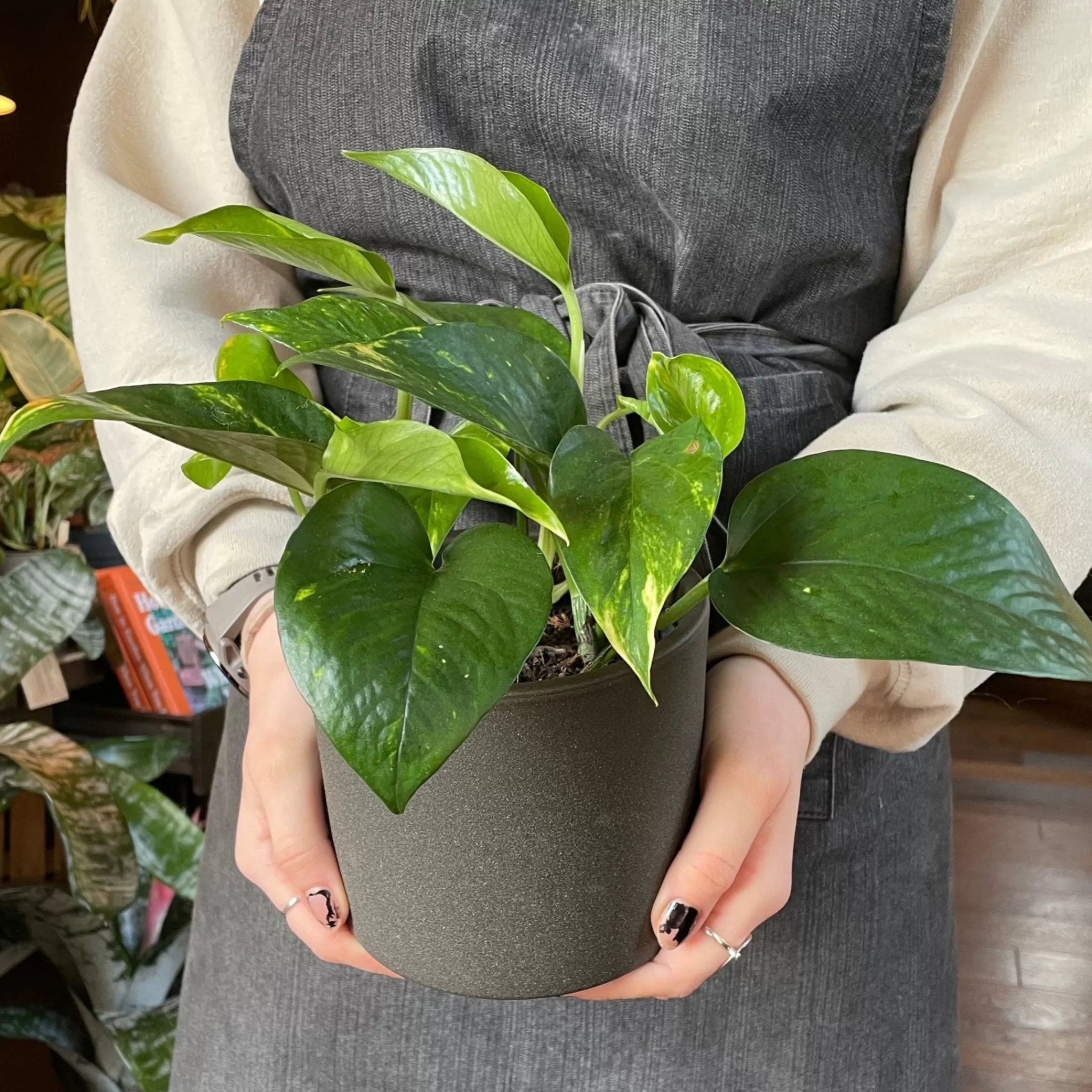 grow urban Epipremnum Aureum- Pothos