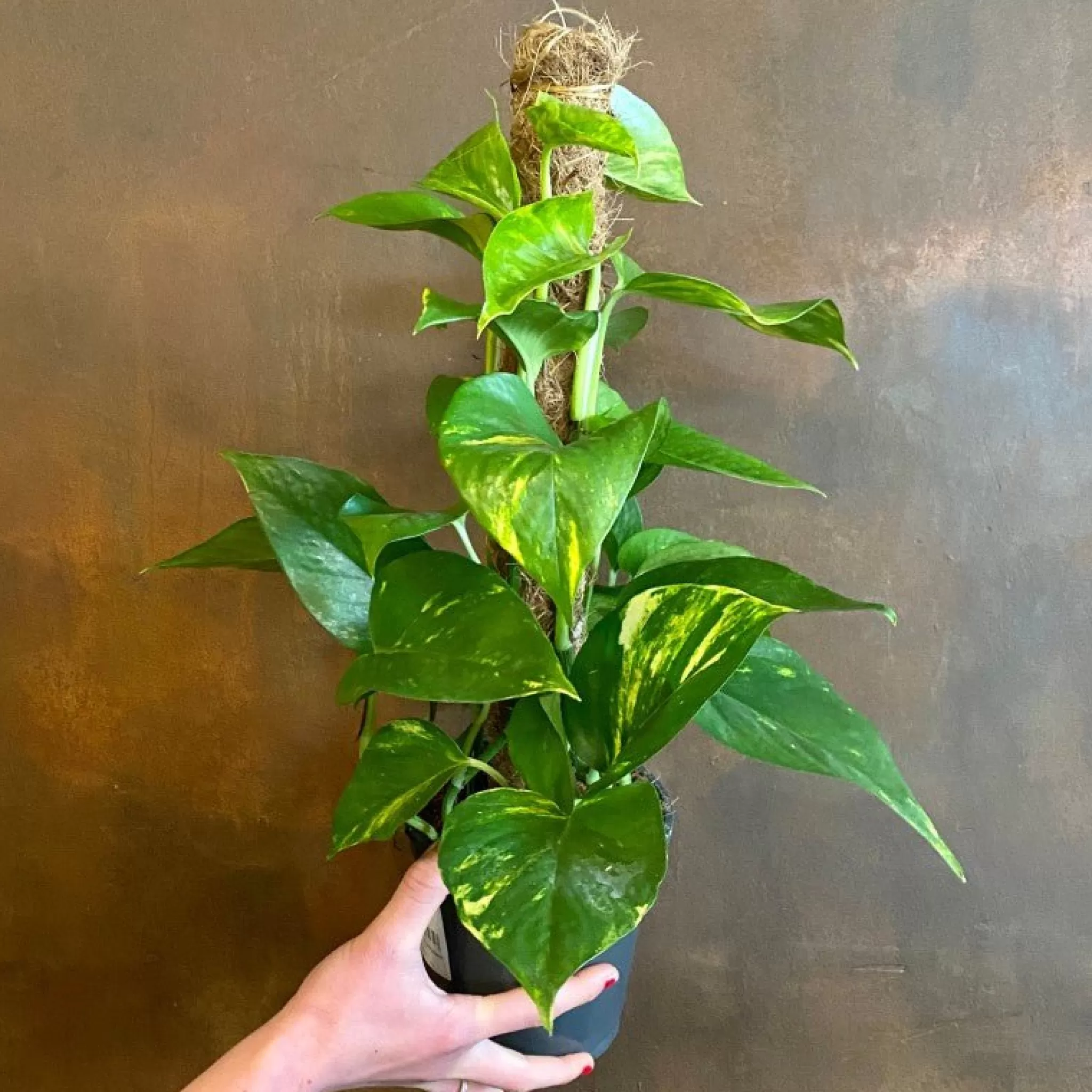 grow urban Epipremnum Aureum (50cm)- Pothos