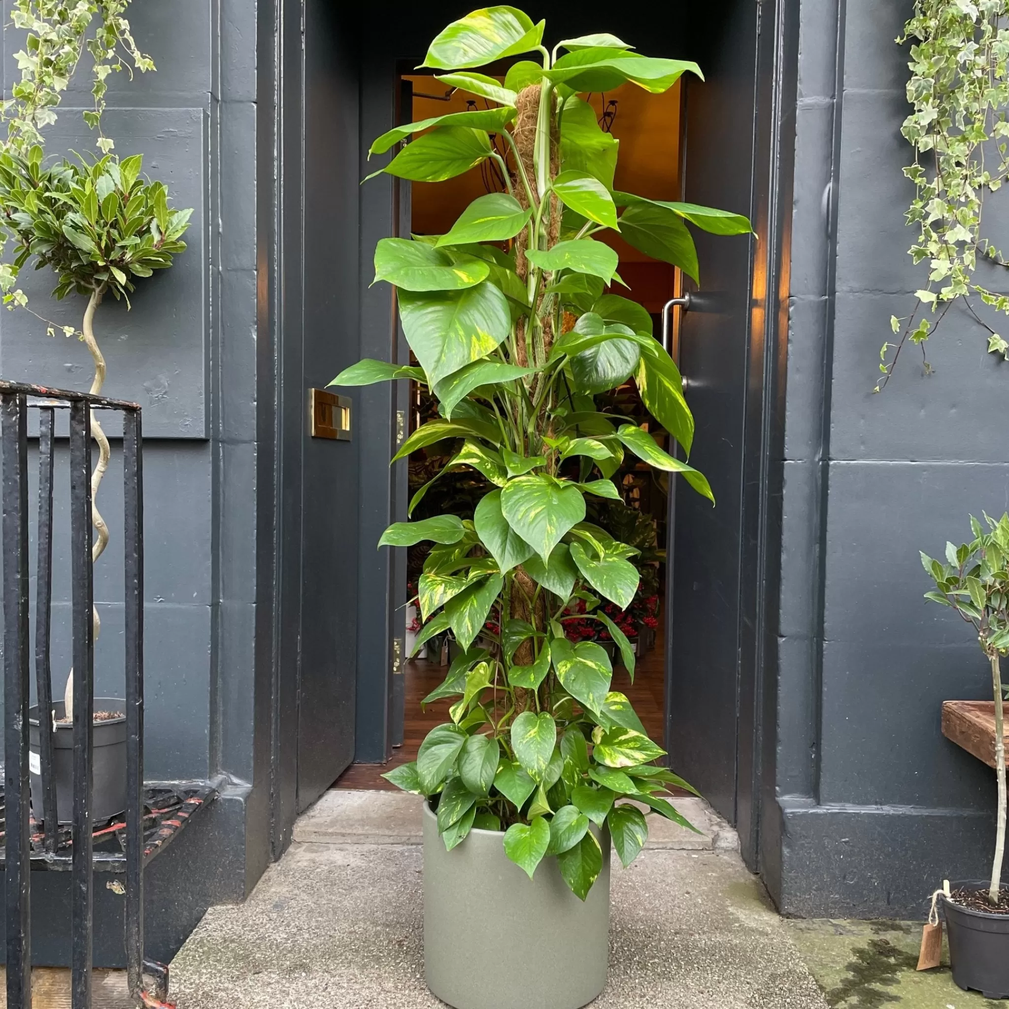 grow urban Epipremnum Aureum (150cm)- Pothos