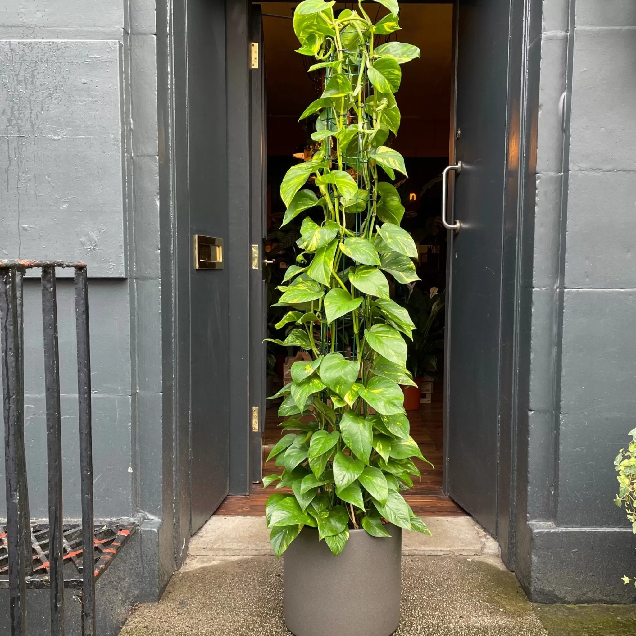 grow urban Epipremnum Aureum (160cm)- Pothos