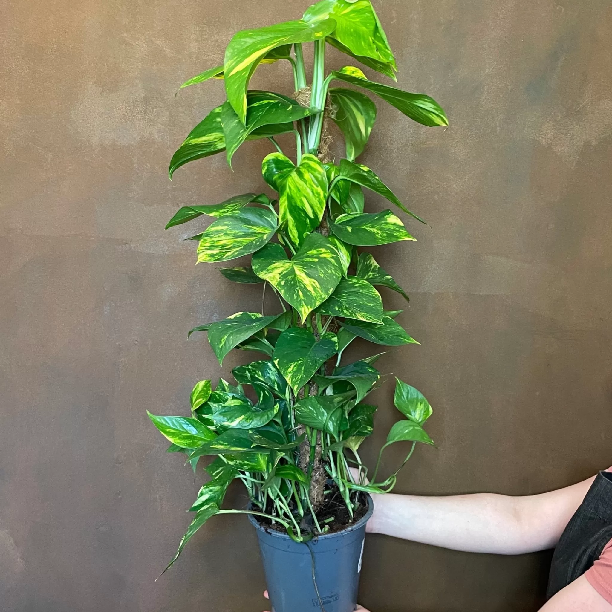 grow urban Epipremnum Aureum (80cm)- Pothos | Top Air Purifying
