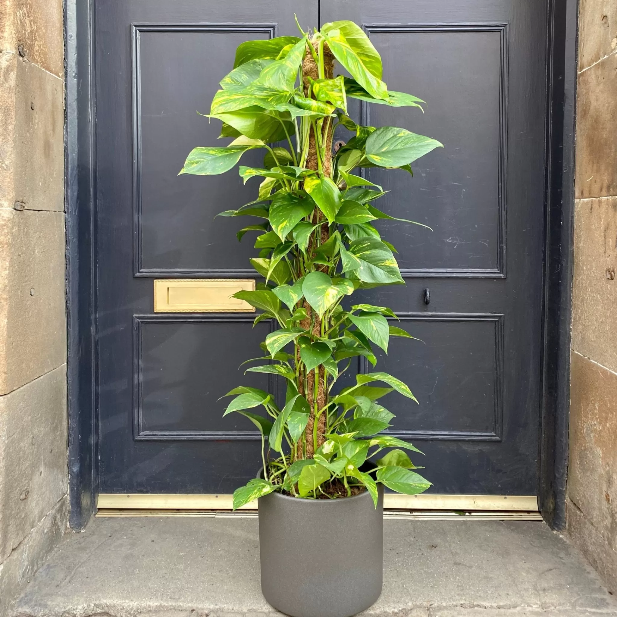 grow urban Epipremnum Aureum (120cm)- Pothos | Top Air Purifying