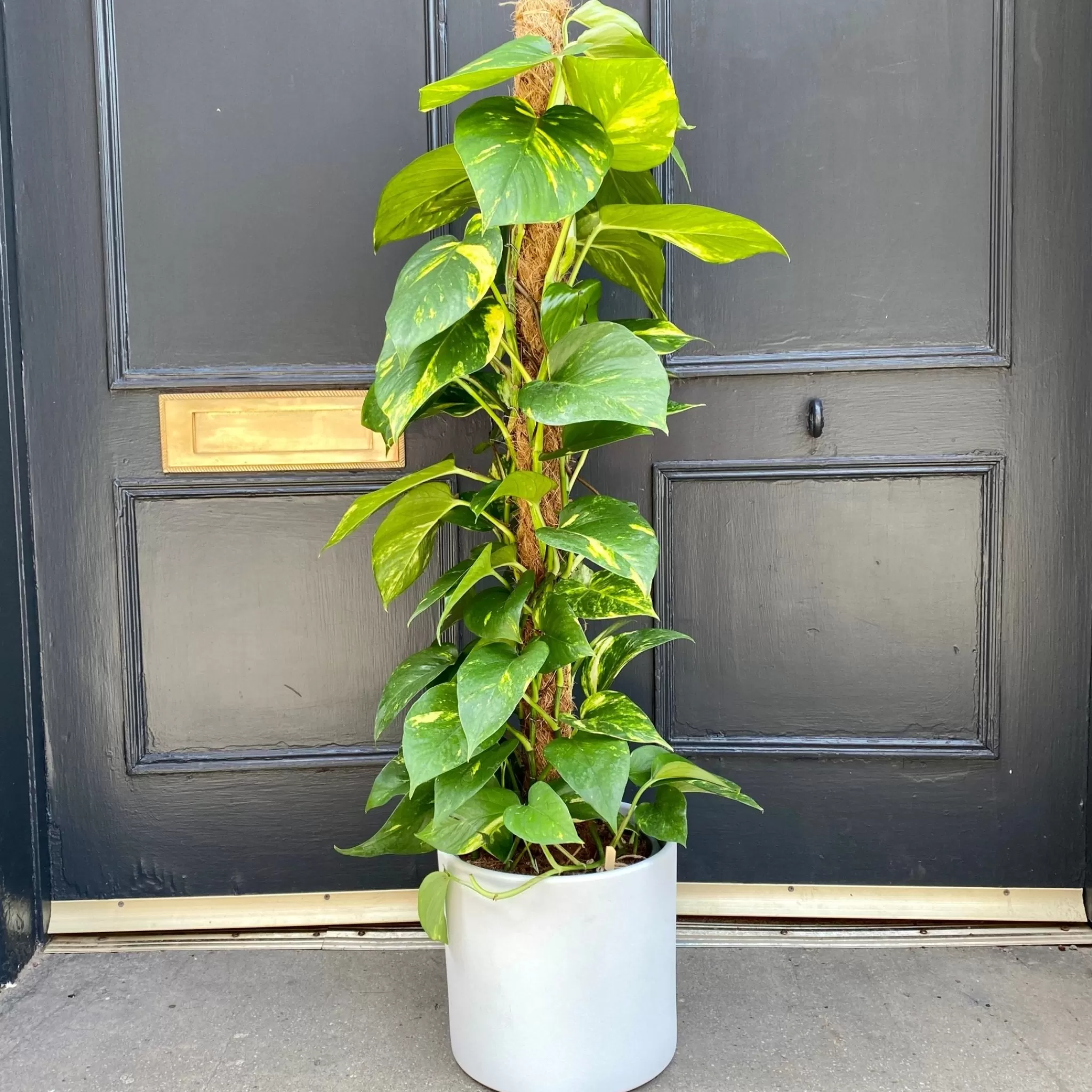 grow urban Epipremnum Aureum (100cm)- Pothos