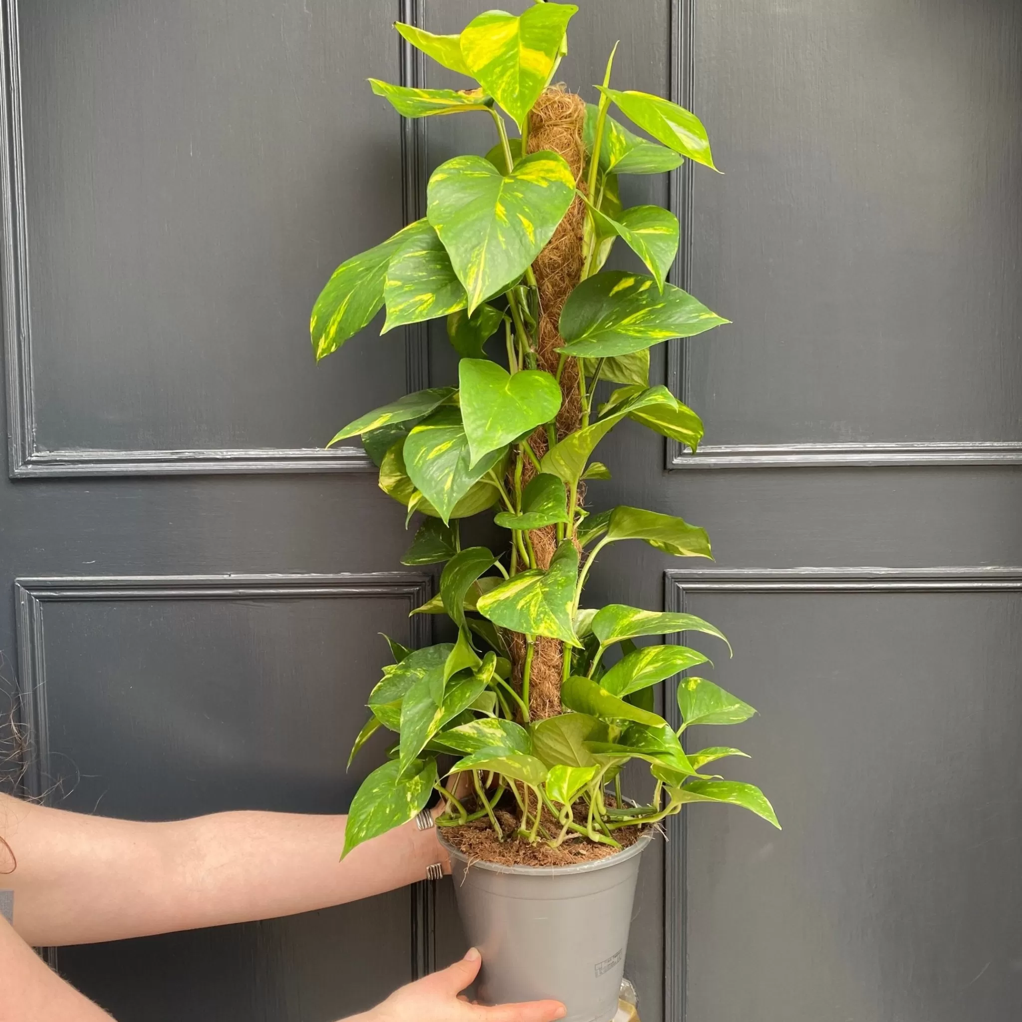 grow urban Epipremnum Aureum (80cm)- Pothos | Top Air Purifying