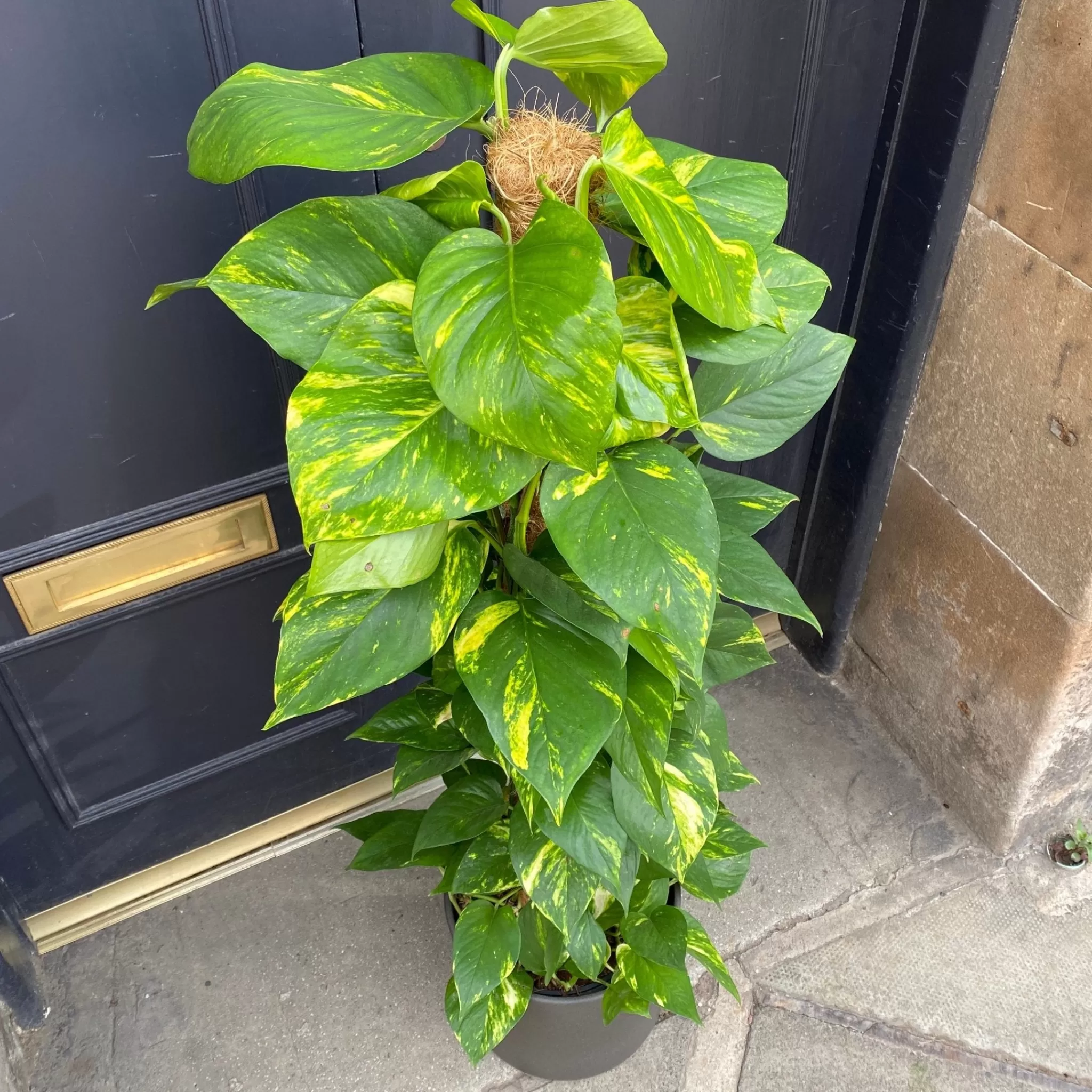 grow urban Epipremnum Aureum (120cm)- Pothos | Top Air Purifying