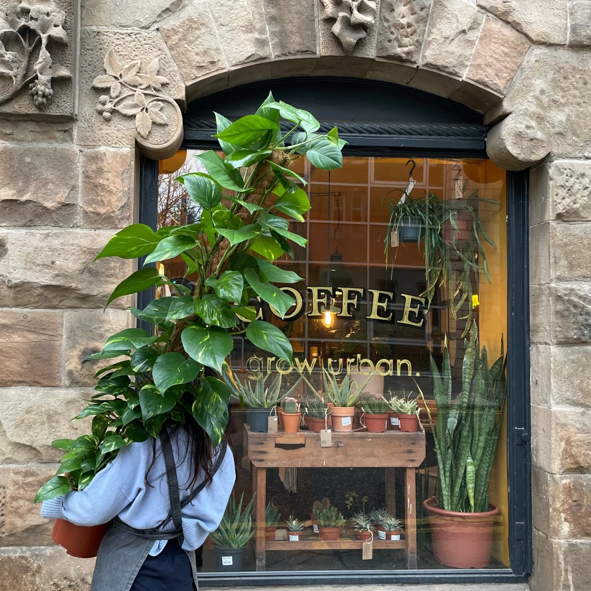 grow urban Epipremnum Aureum (150cm)- Pothos