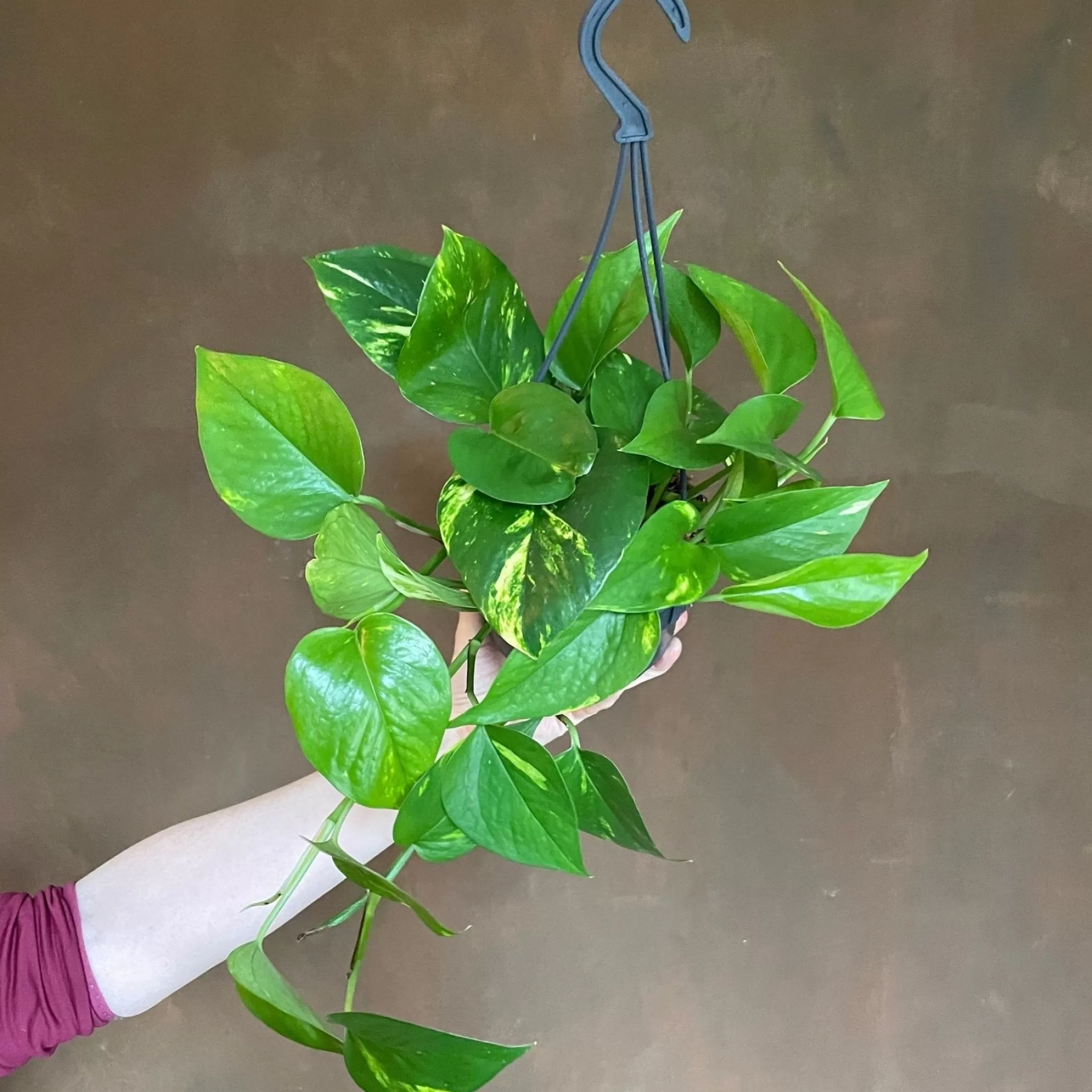 grow urban Epipremnum Aureum (14cm Hangpot)- Pothos