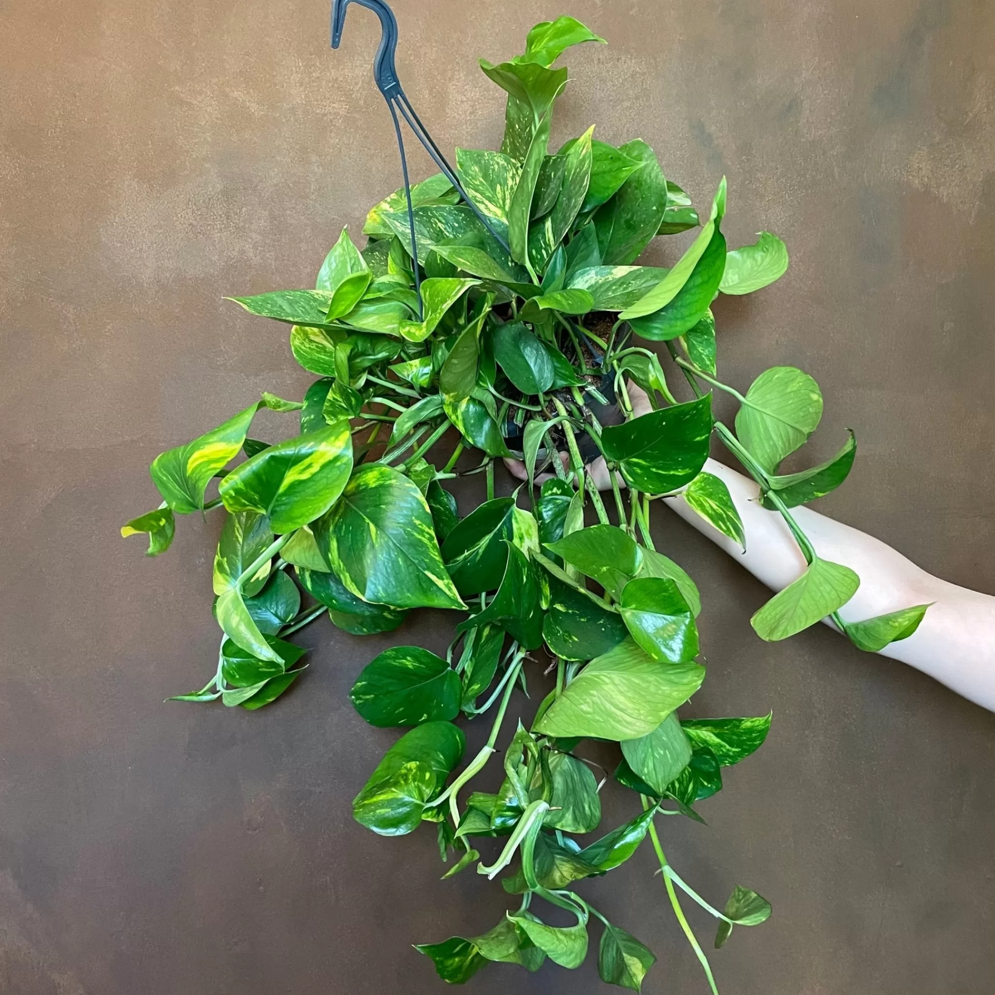 grow urban Epipremnum Aureum (19cm Hangpot)- Pothos