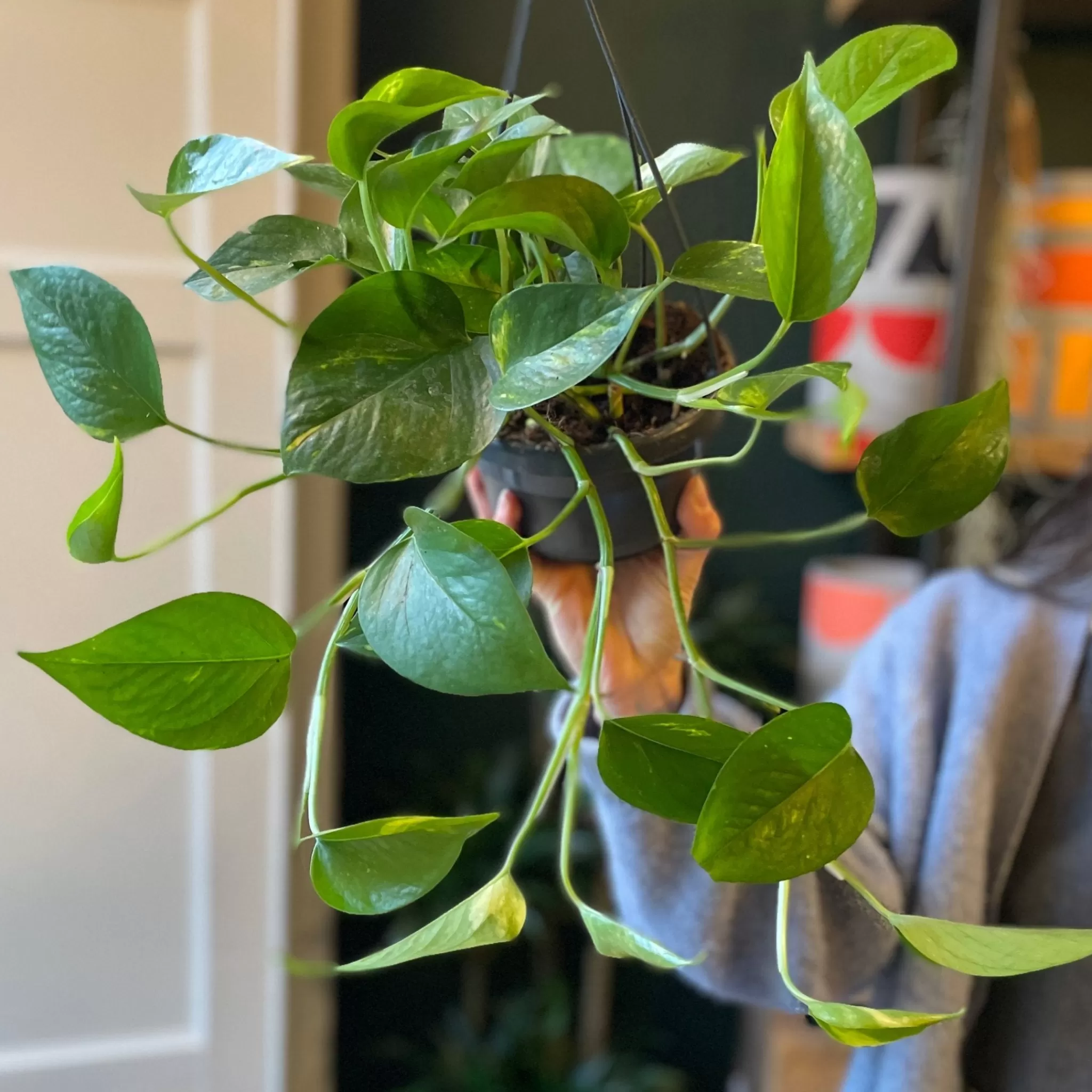 grow urban Epipremnum Aureum (14cm Hangpot)- Pothos