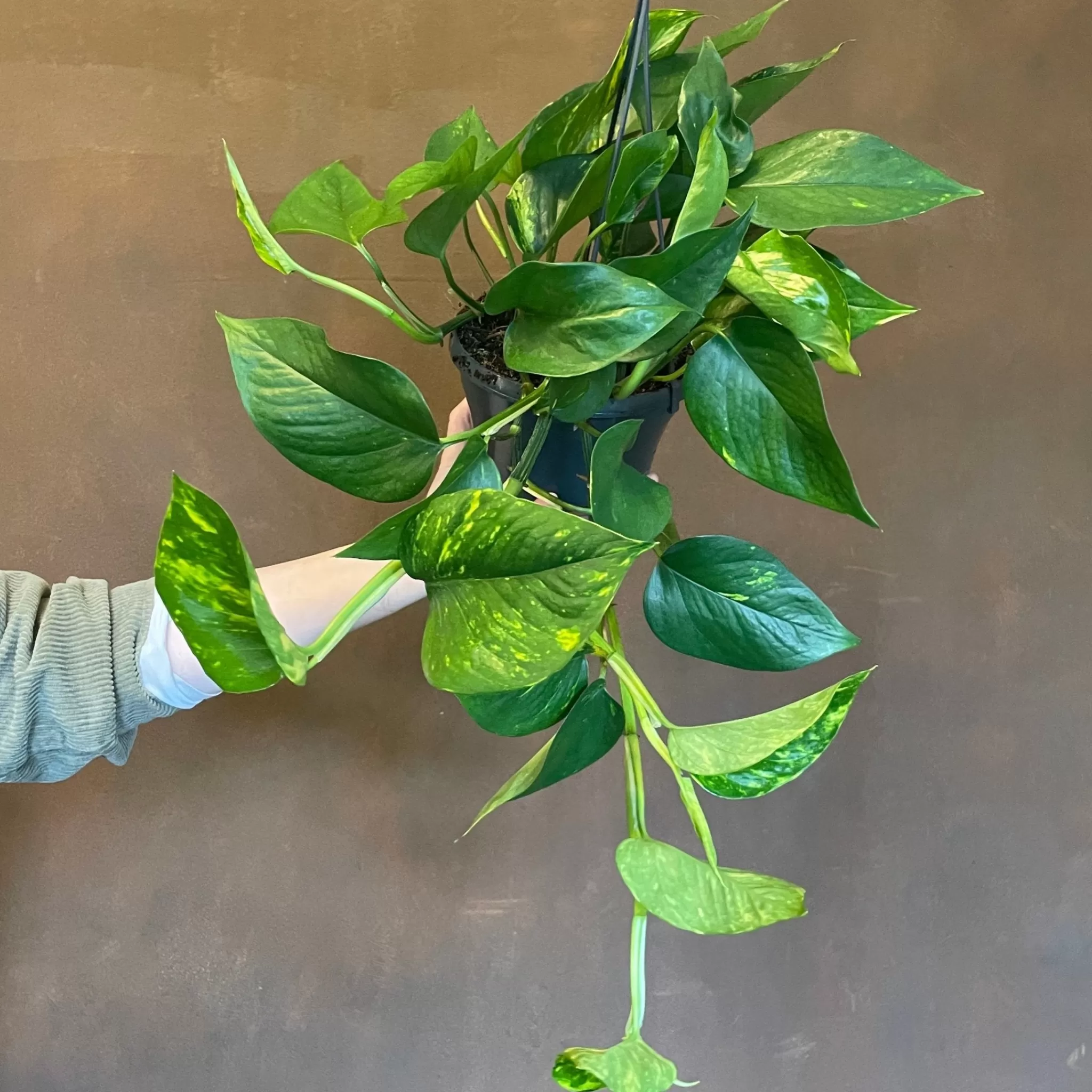 grow urban Epipremnum Aureum (hangpot)- Pothos