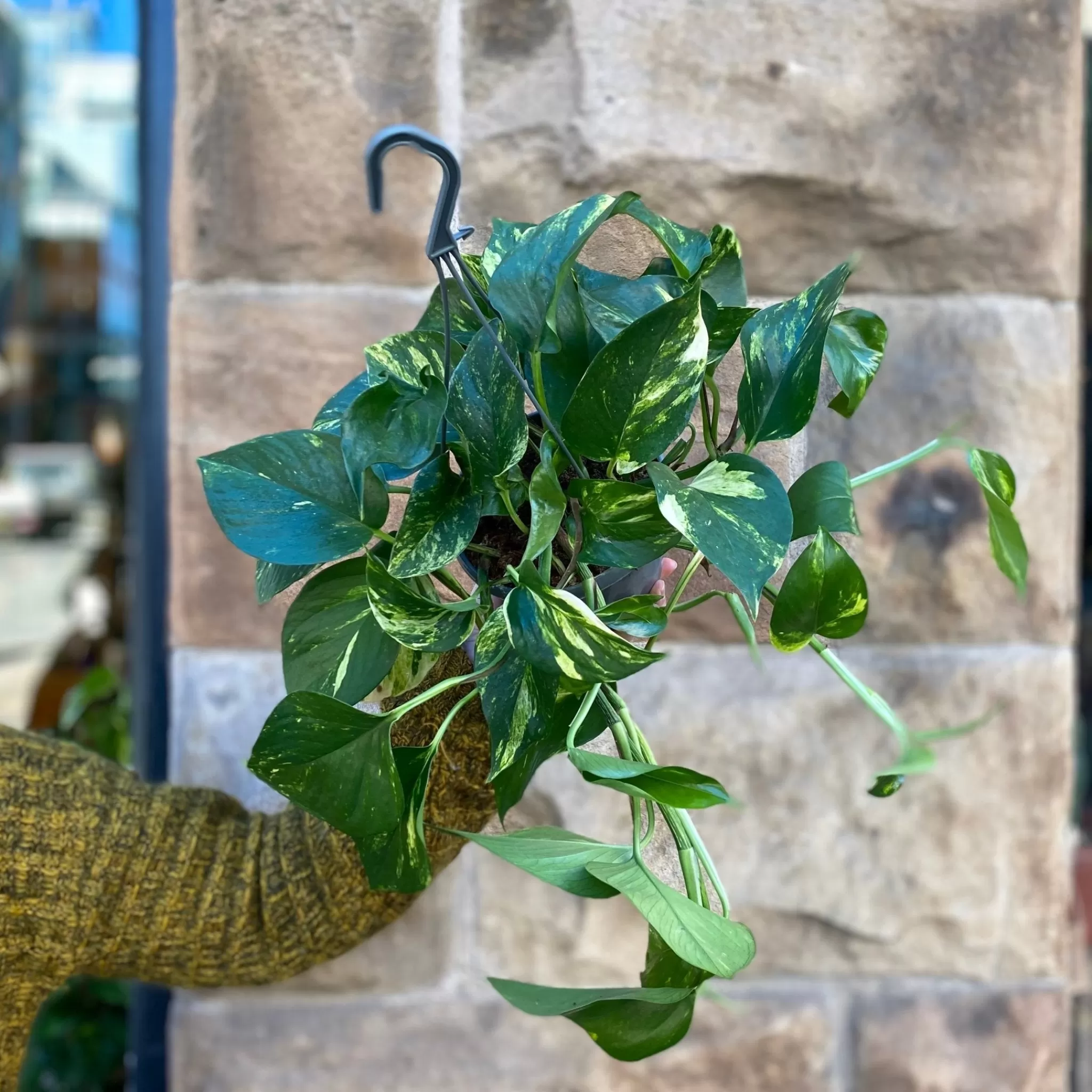 grow urban Epipremnum Aureum (hangpot)- Pothos