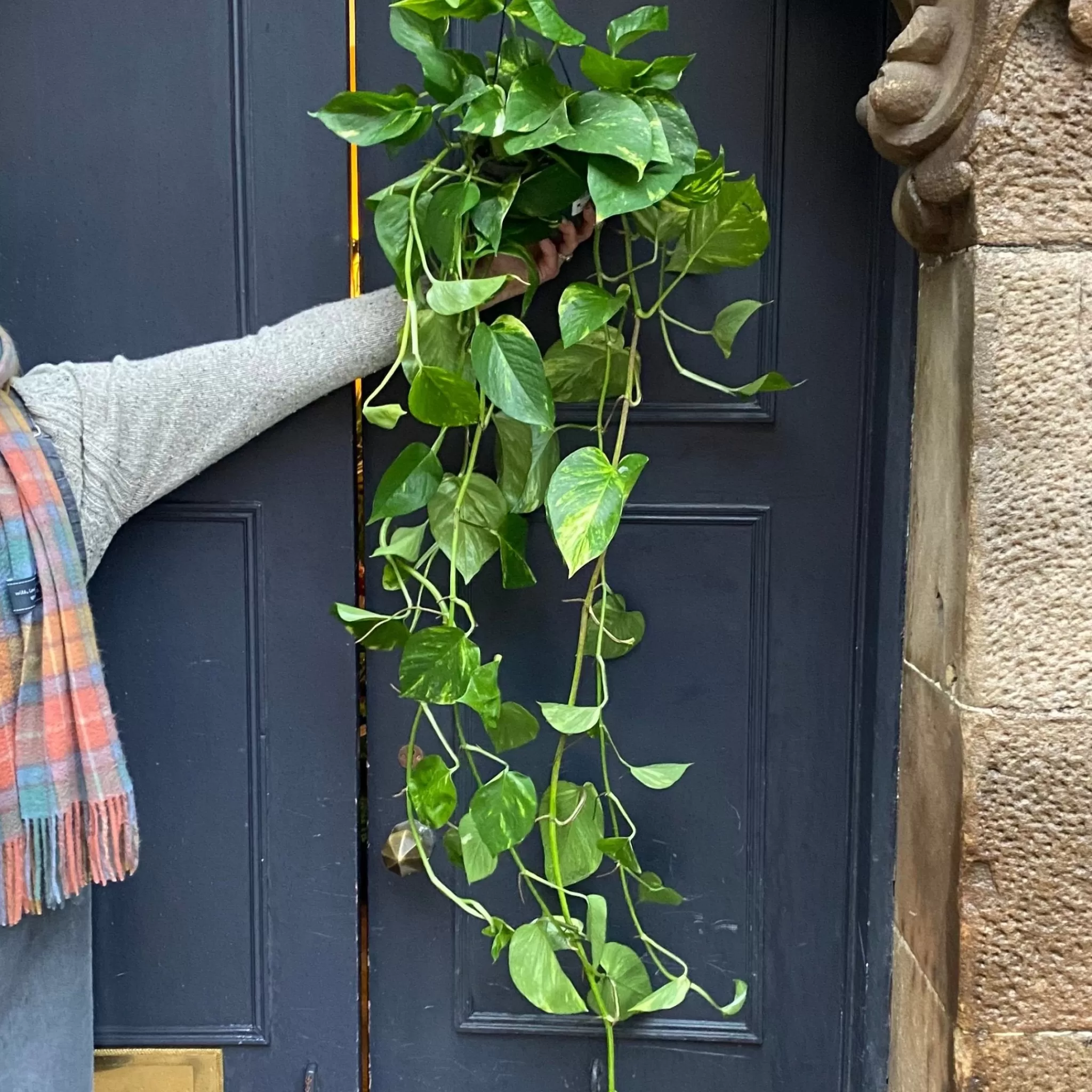 grow urban Epipremnum Aureum (XL Hangpot)- Pothos