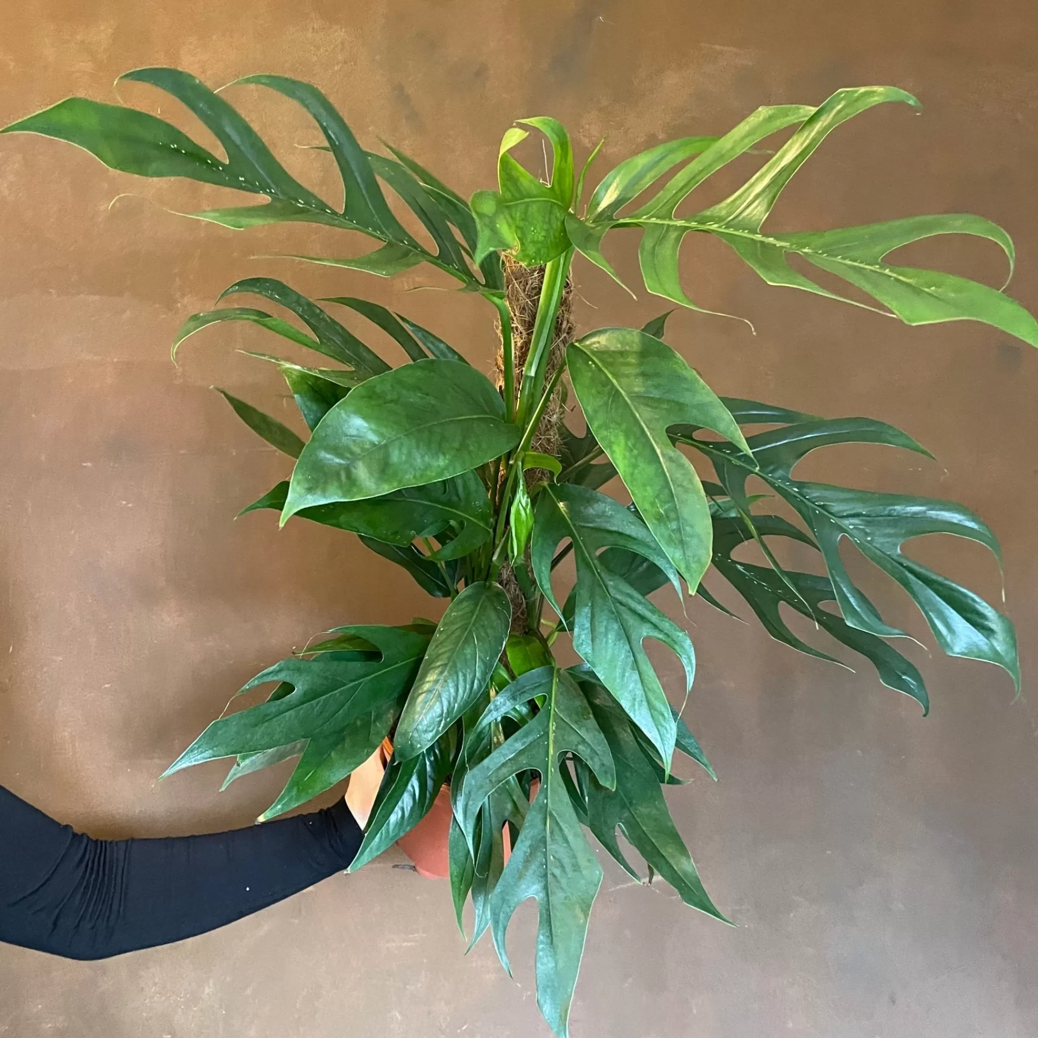 grow urban Epipremnum 'Baltic Blue'- Pothos
