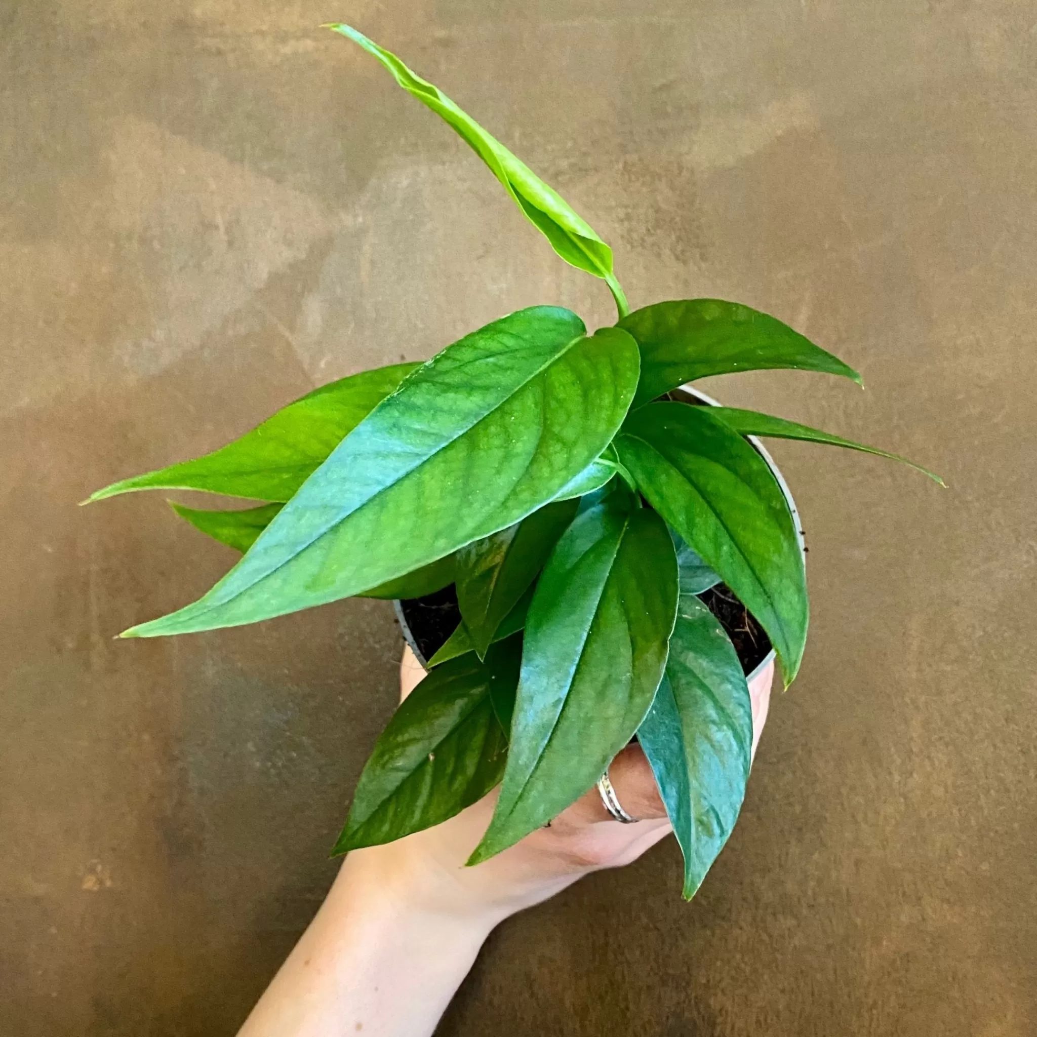 grow urban Epipremnum ‘Blue Form’ (12cm Pot)- Pothos