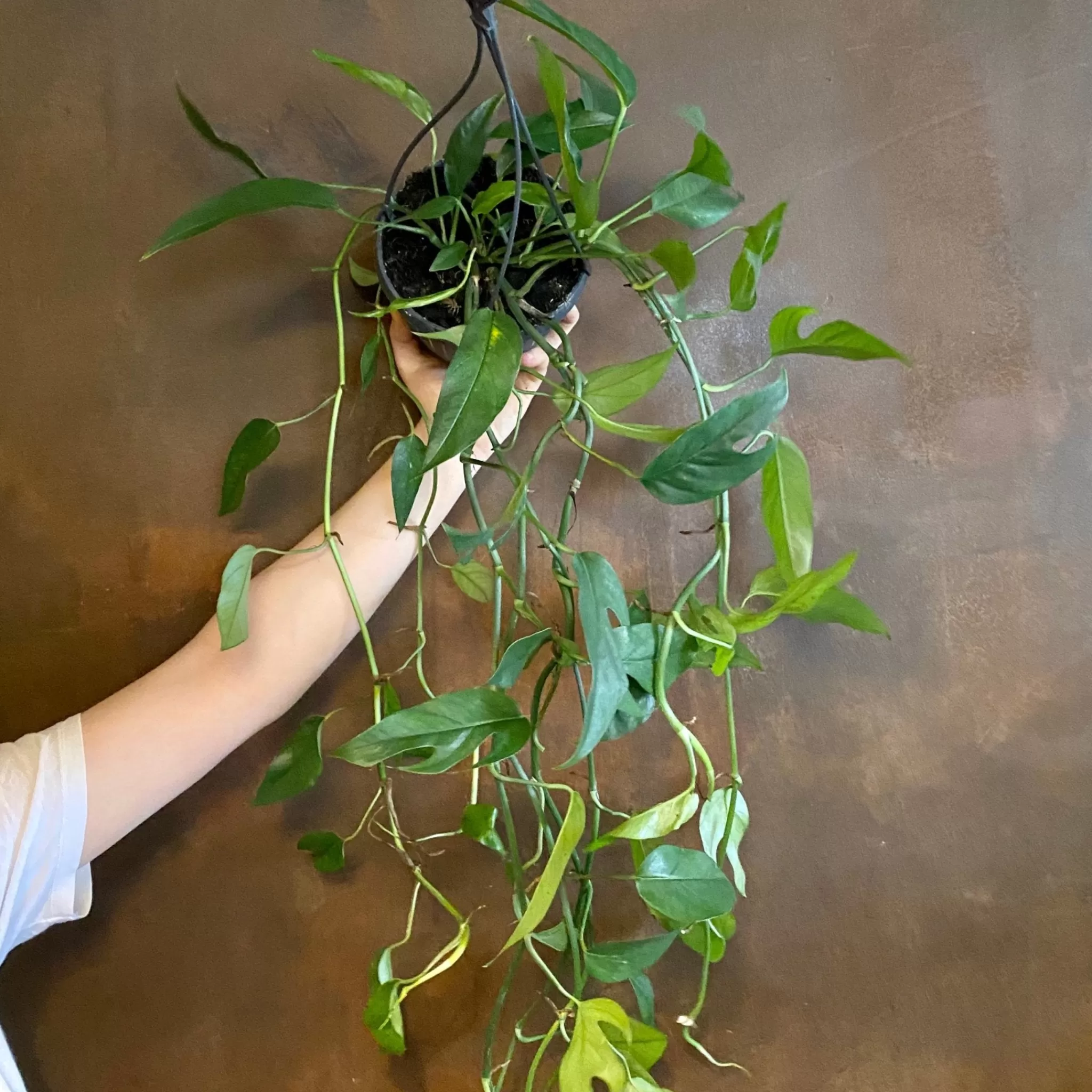 grow urban Epipremnum ‘Blue Form’ (hangpot)- Pothos