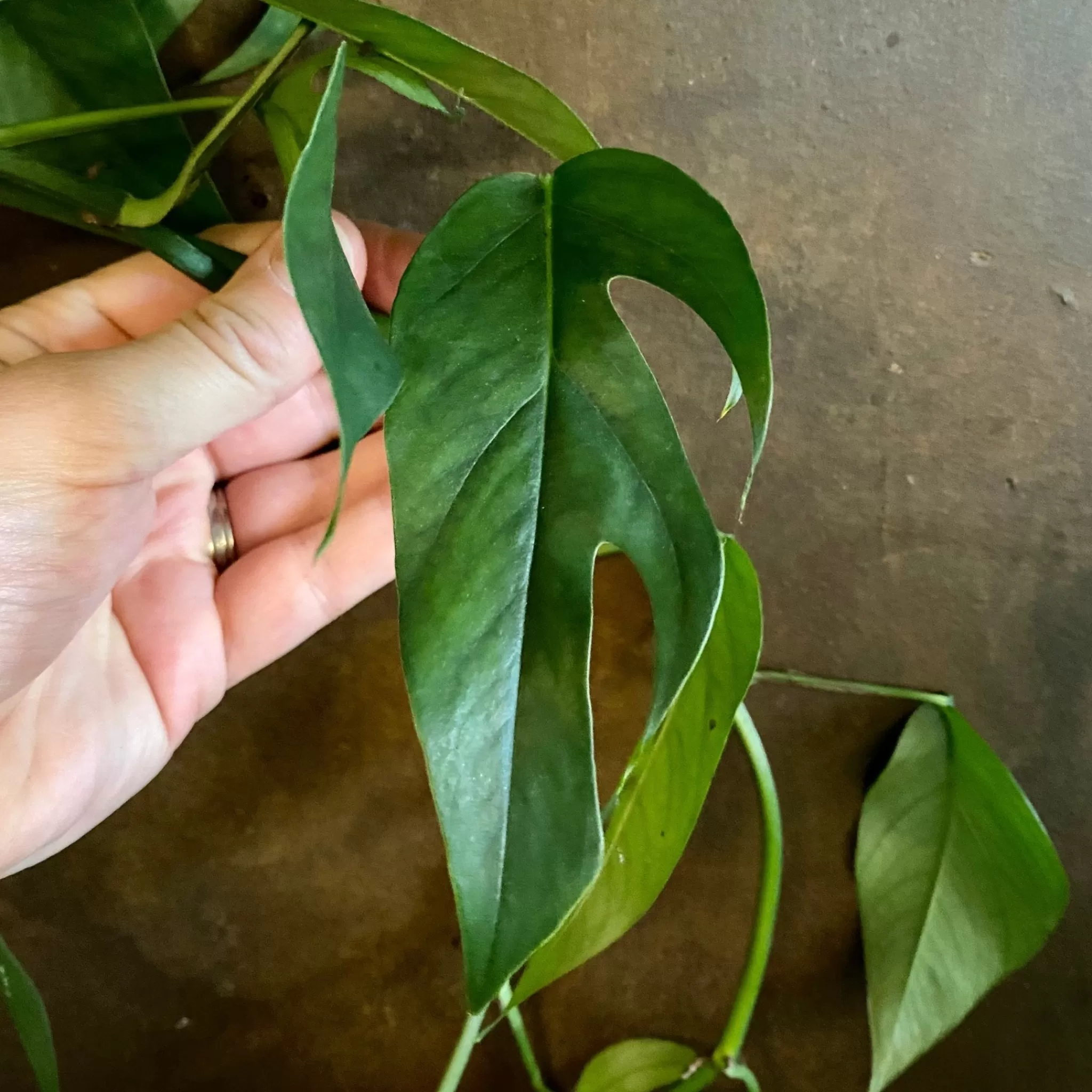 grow urban Epipremnum ‘Blue Form’ (hangpot)- Pothos