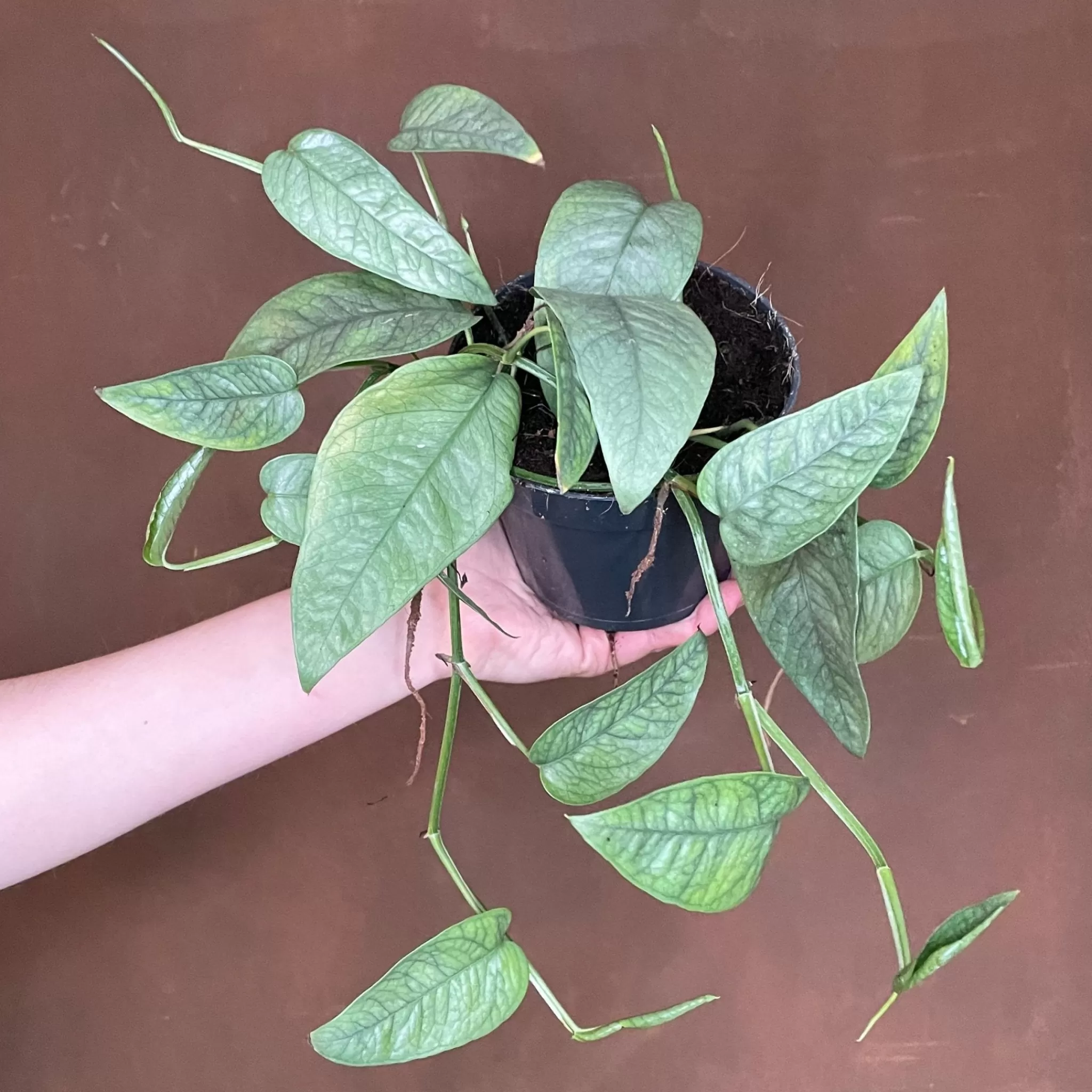 grow urban Epipremnum ‘Cebu Blue’- Pothos