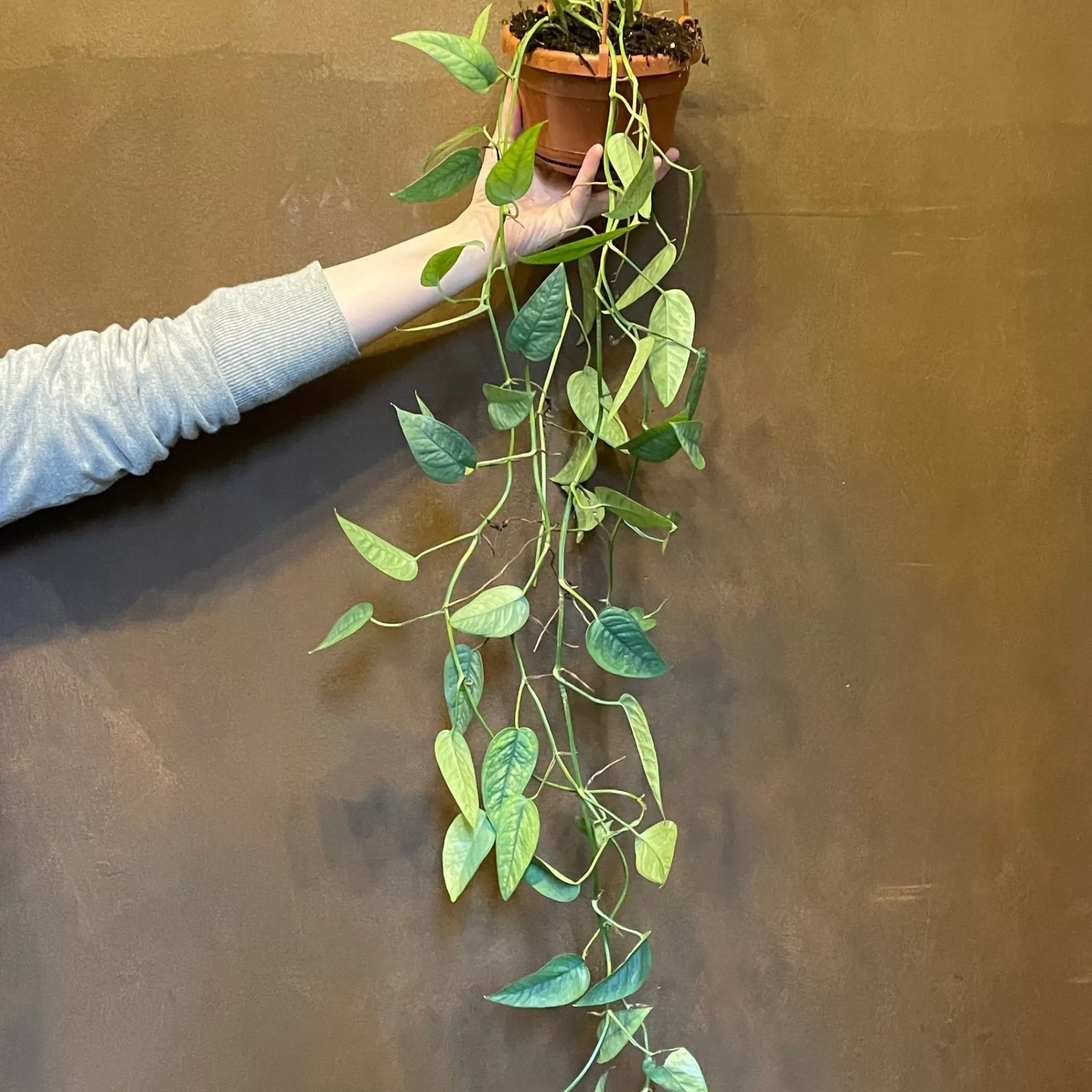 grow urban Epipremnum ‘Cebu Blue’- Pothos