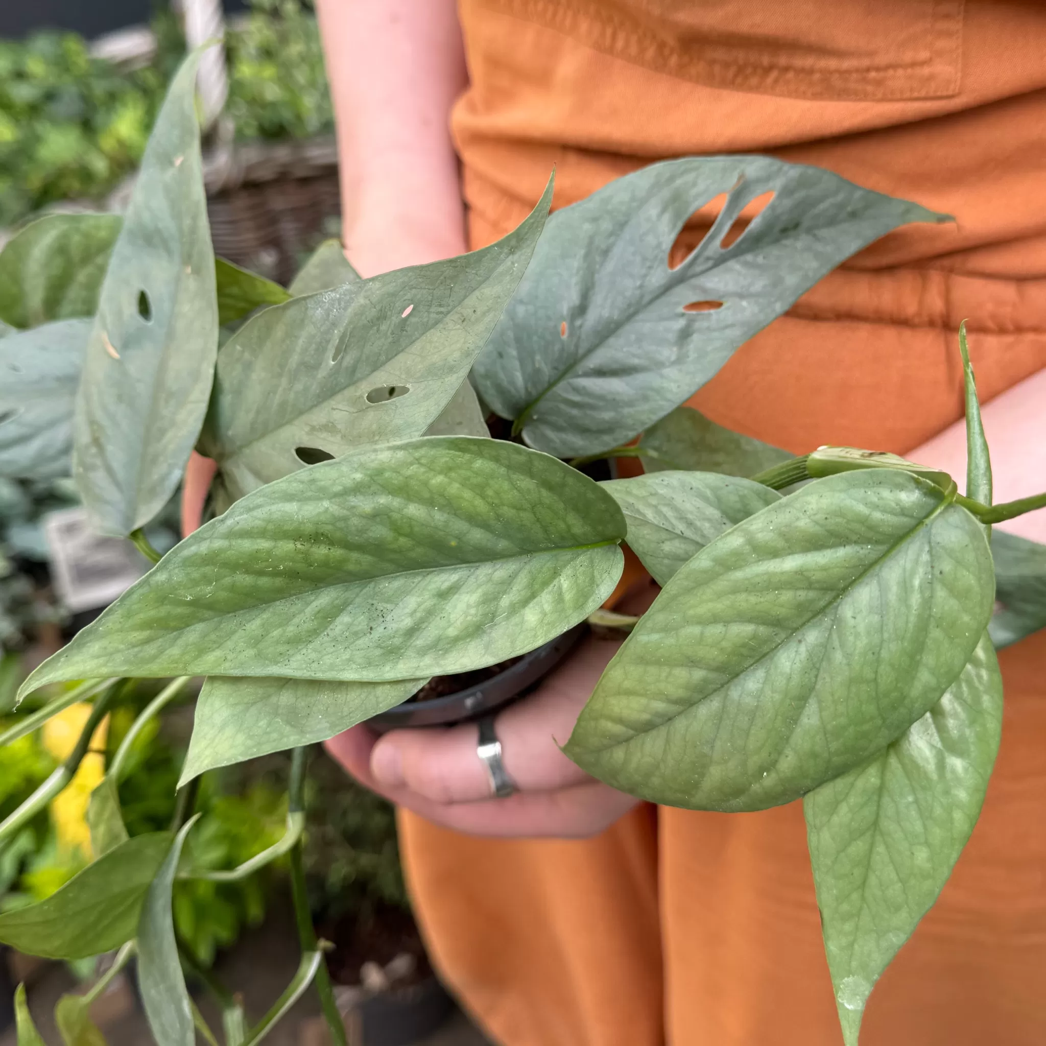 grow urban Epipremnum ‘Cebu Blue’- Pothos