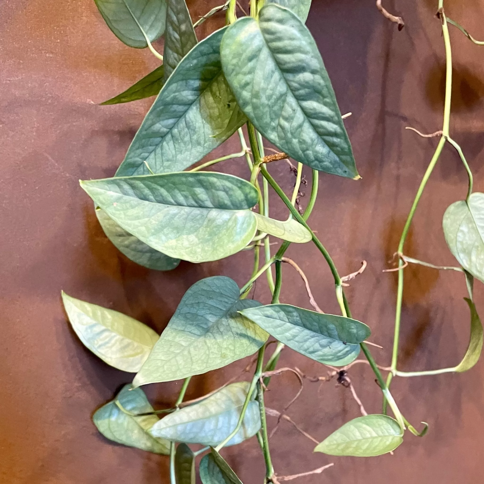 grow urban Epipremnum ‘Cebu Blue’- Pothos