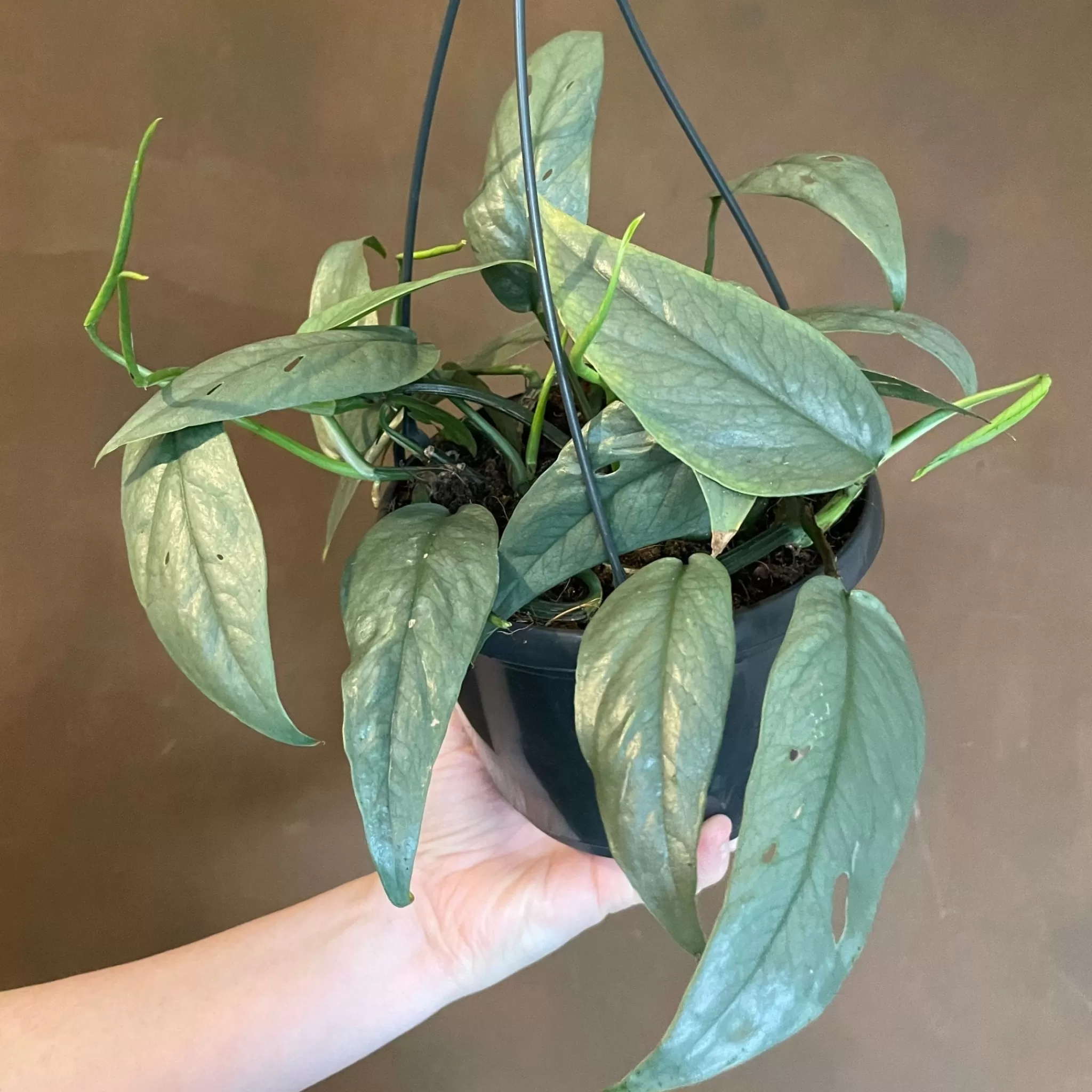 grow urban Epipremnum ‘Cebu Blue’ (hangpot)- Pothos
