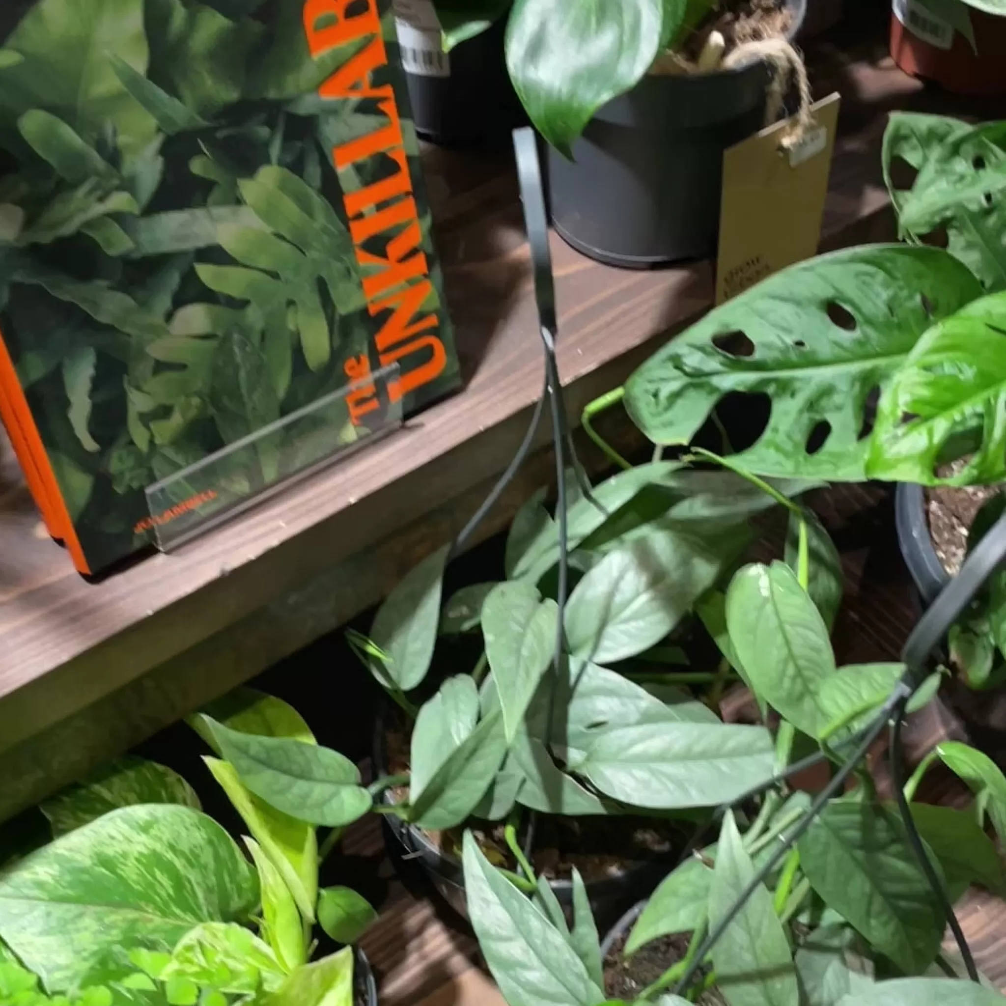 grow urban Epipremnum ‘Cebu Blue’ (hangpot)- Pothos