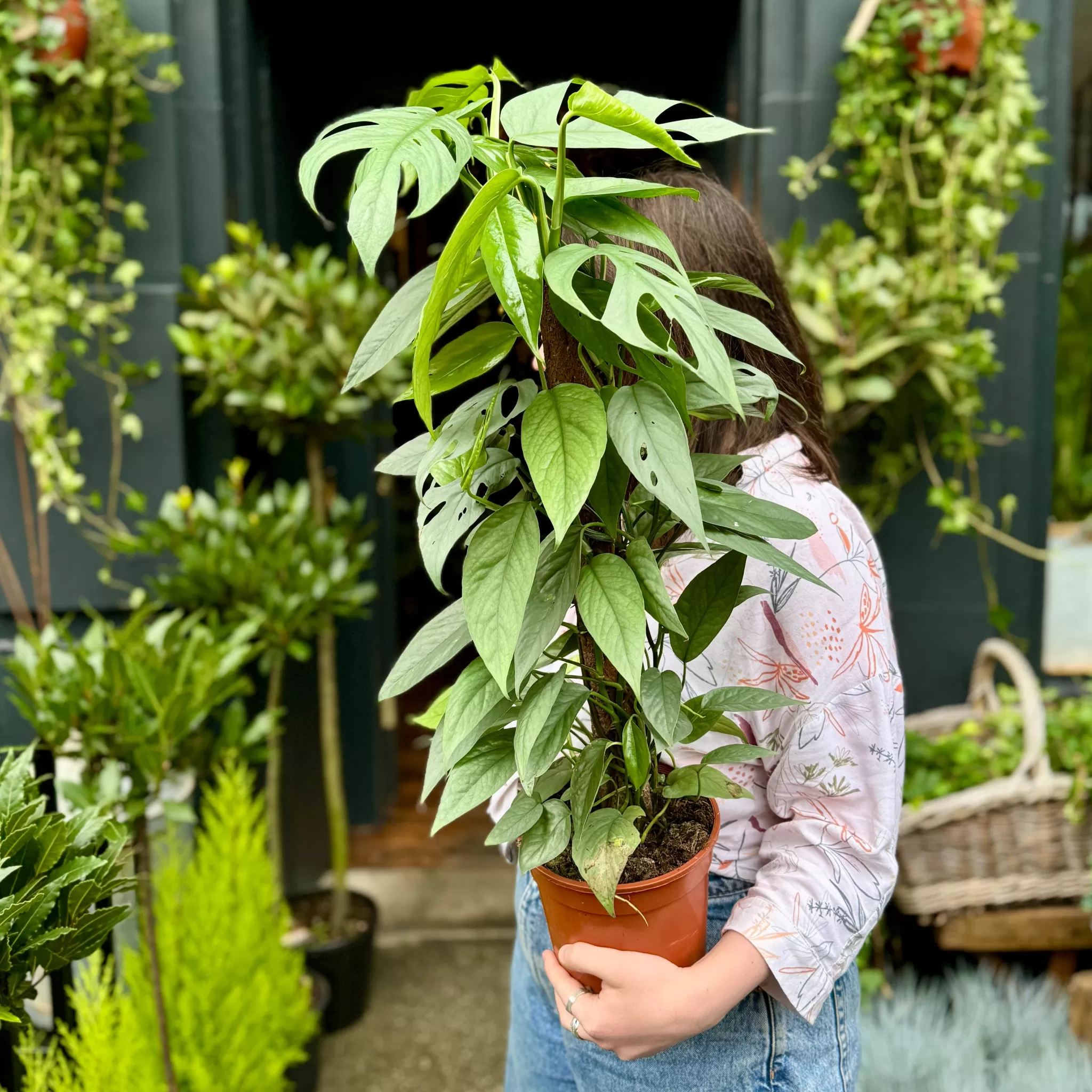 grow urban Epipremnum ‘Cebu Blue’ (moss Pole)- Pothos