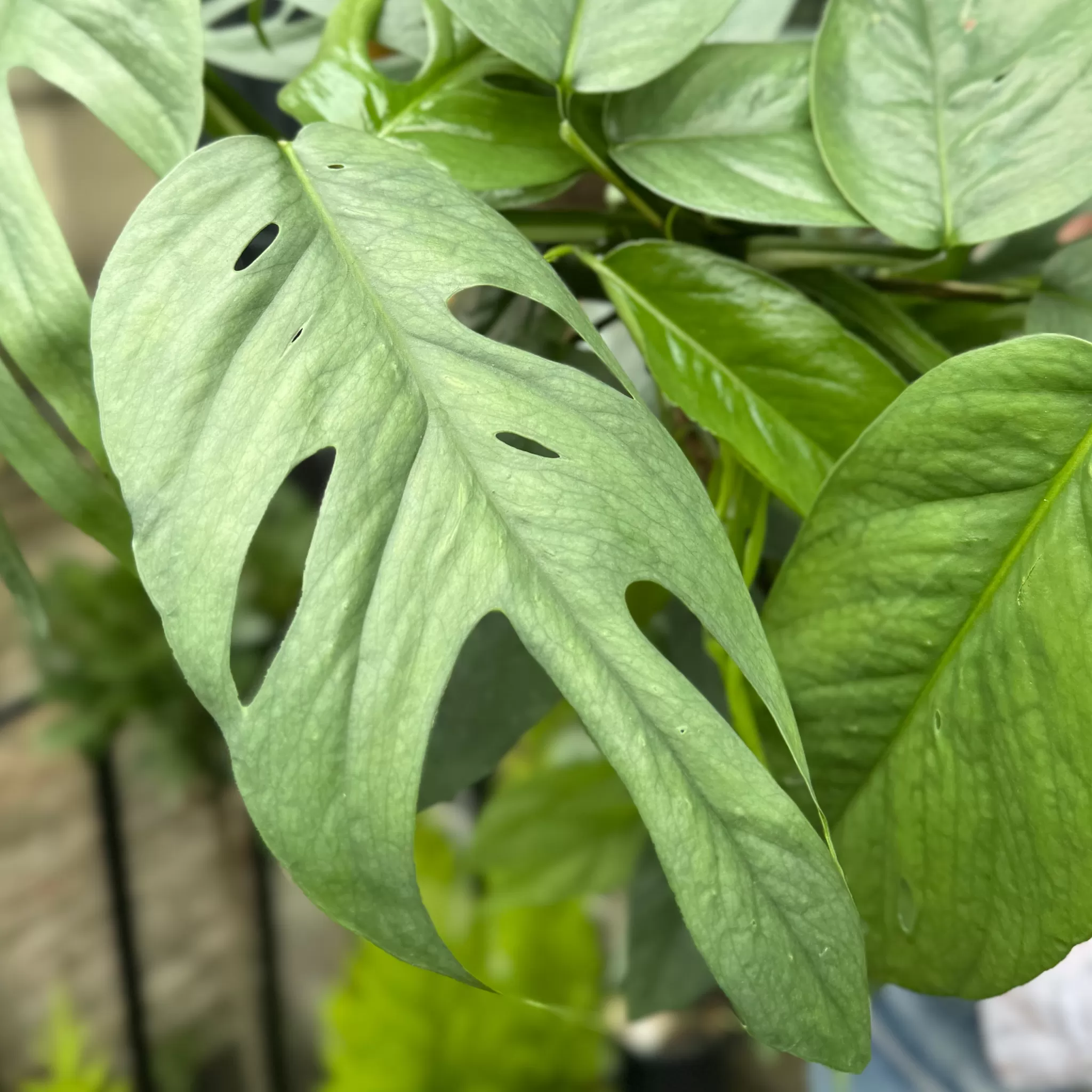 grow urban Epipremnum ‘Cebu Blue’ (moss Pole)- Pothos