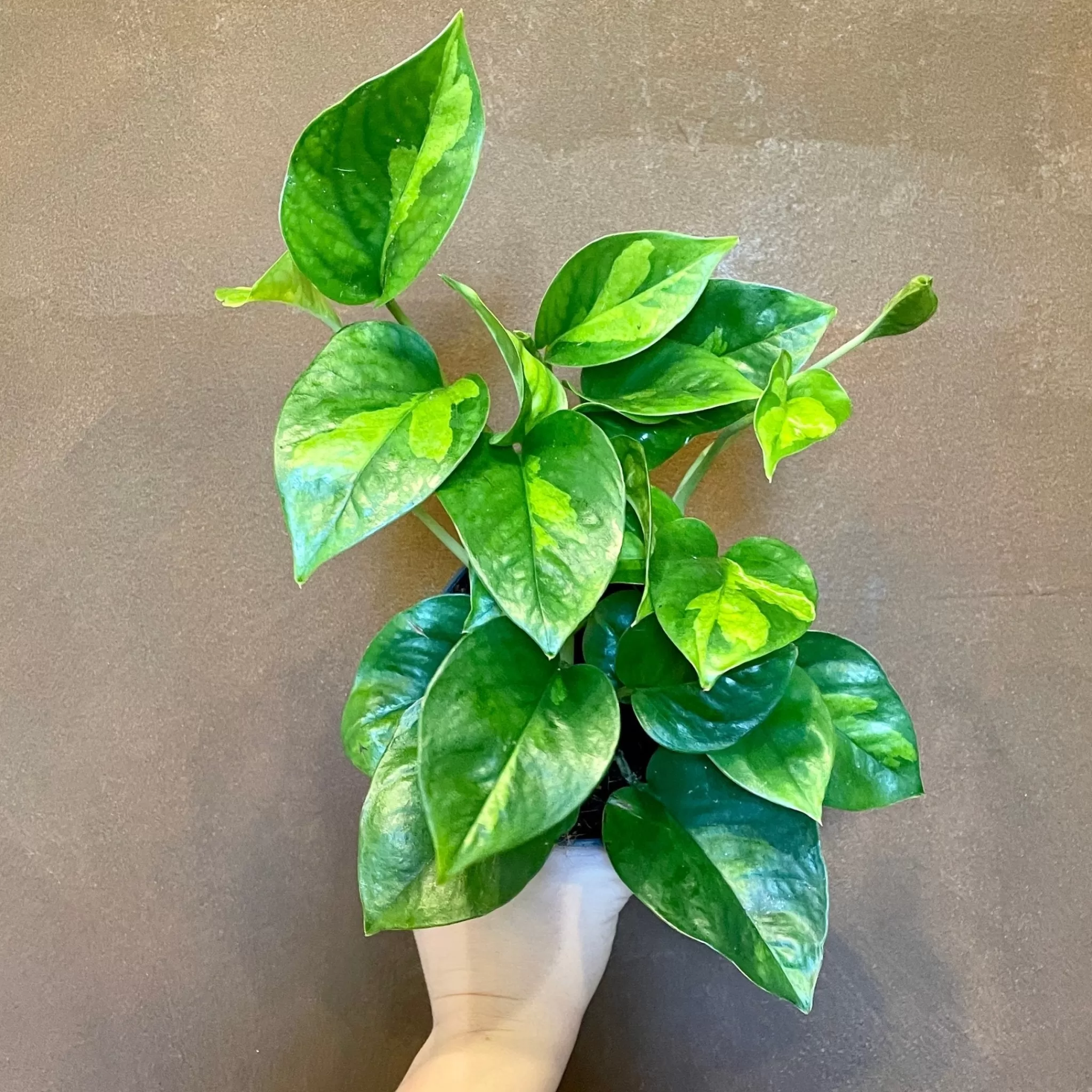 grow urban Epipremnum 'Global Green'- Pothos