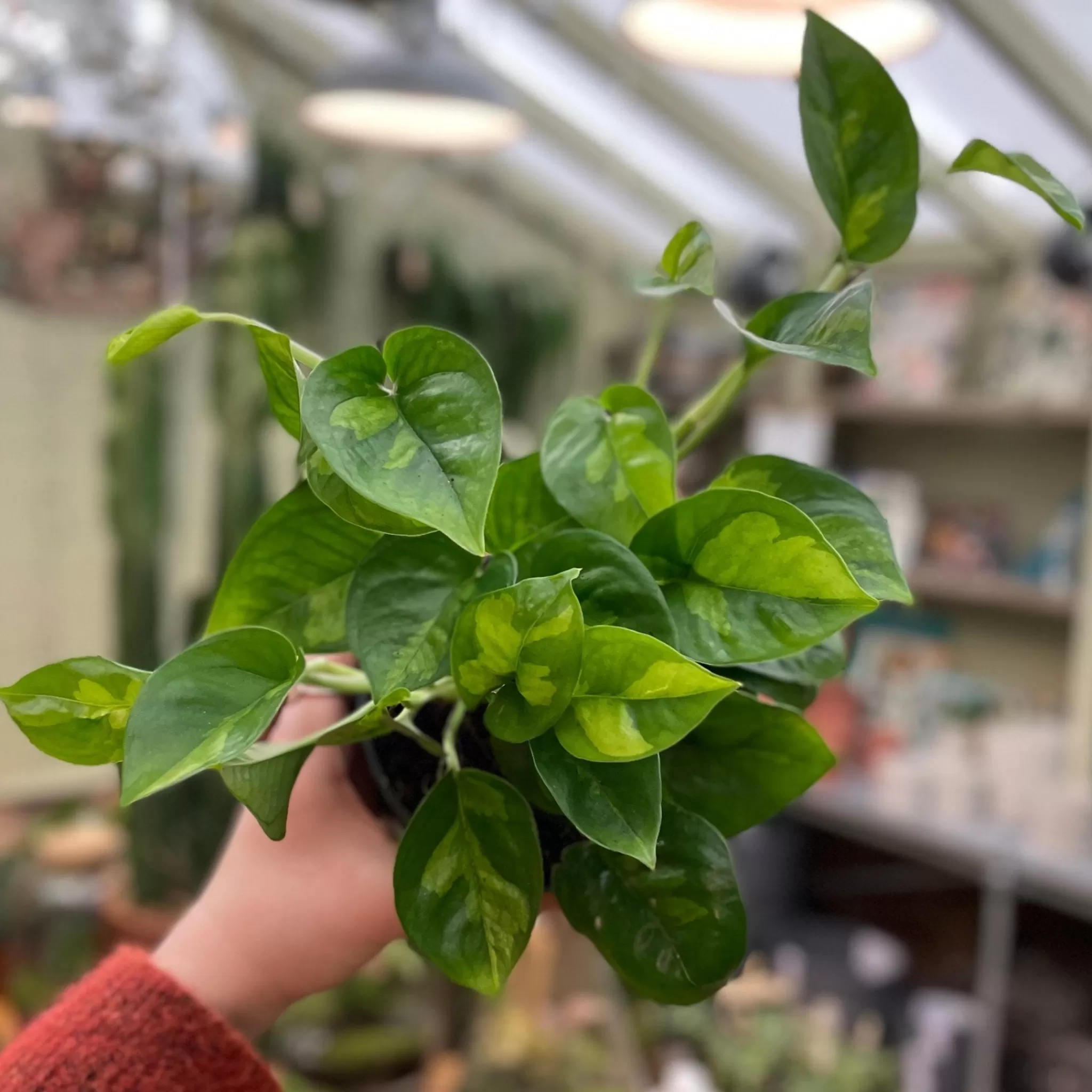 grow urban Epipremnum 'Global Green'- Pothos