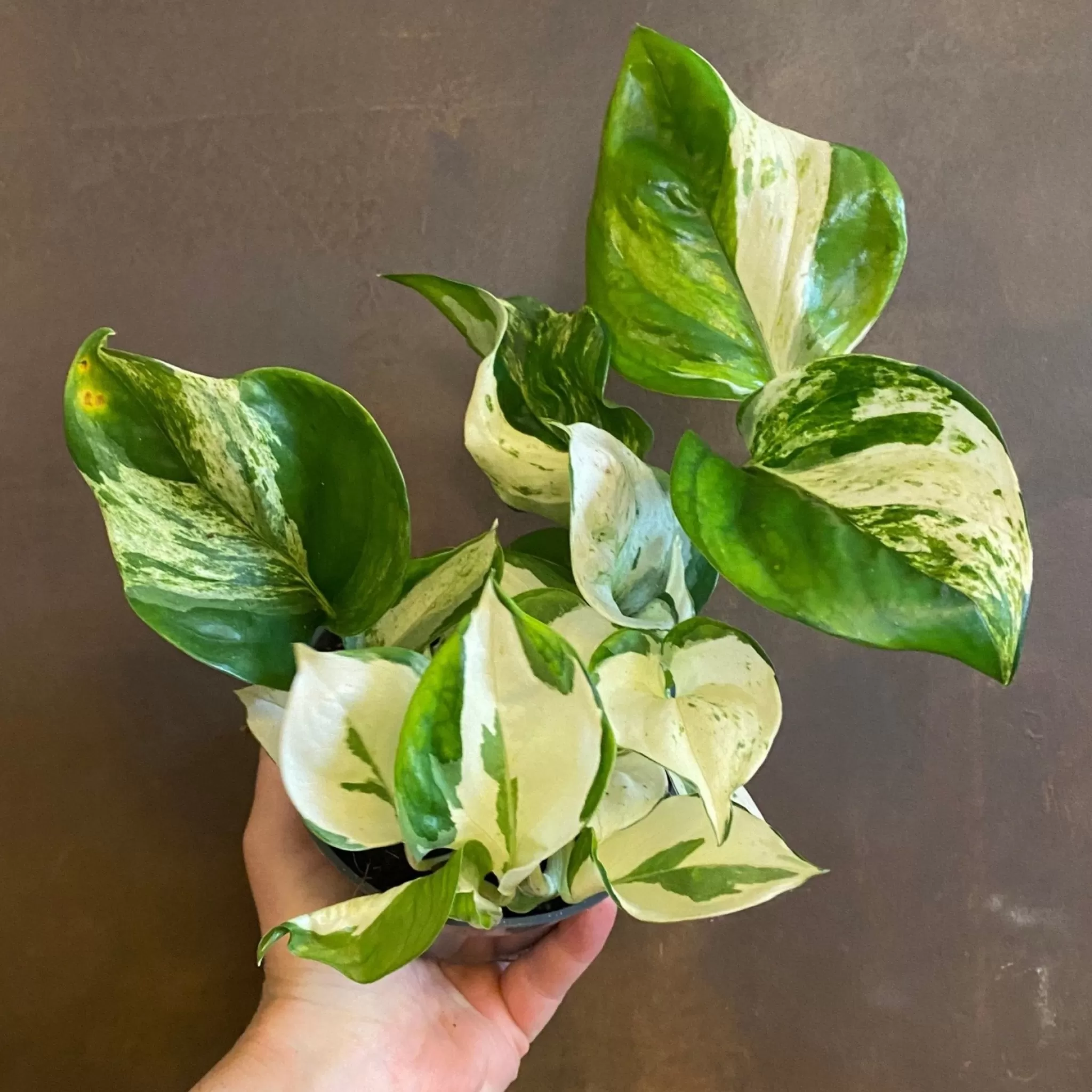 grow urban Epipremnum ‘Manjula’- Pothos