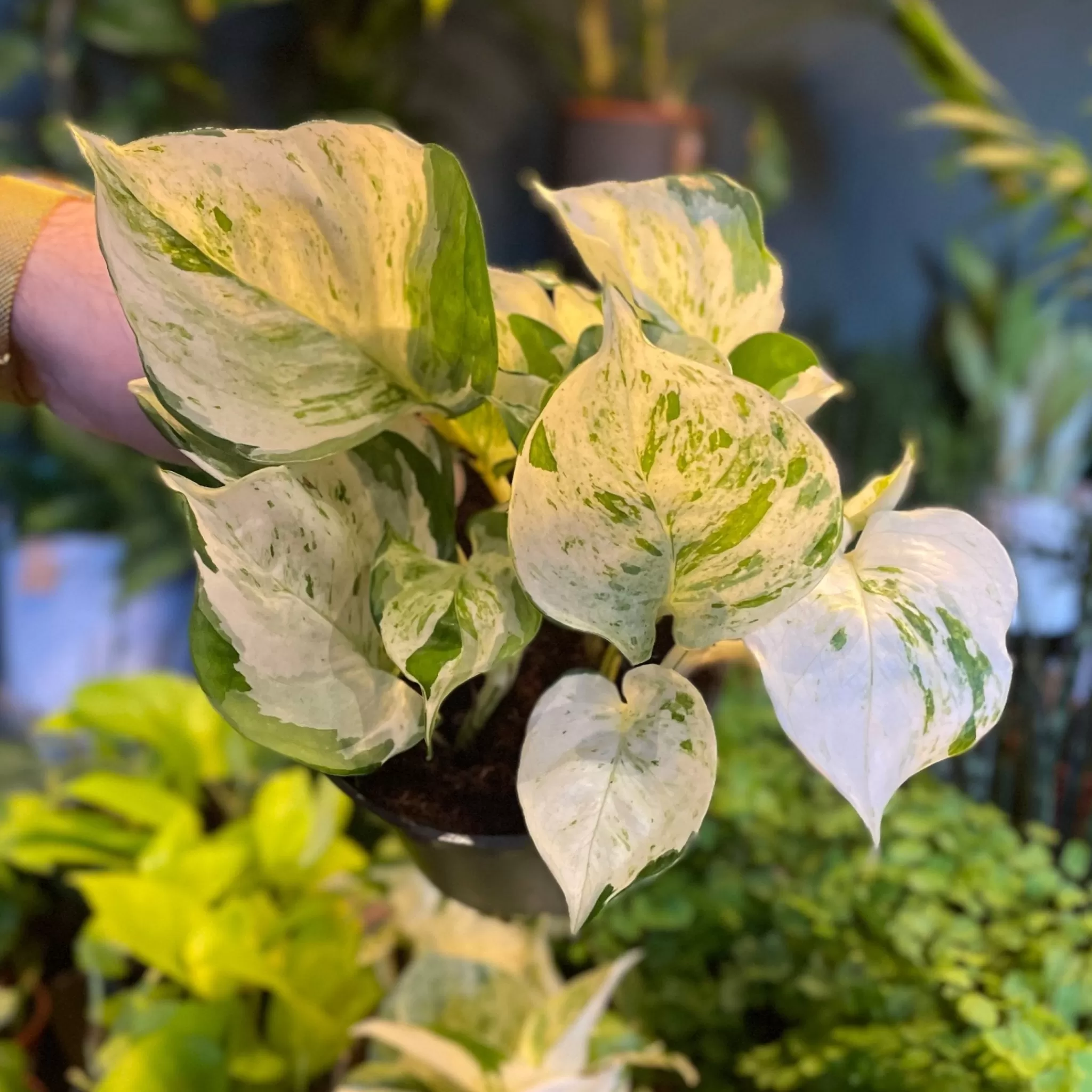 grow urban Epipremnum ‘Manjula’- Pothos