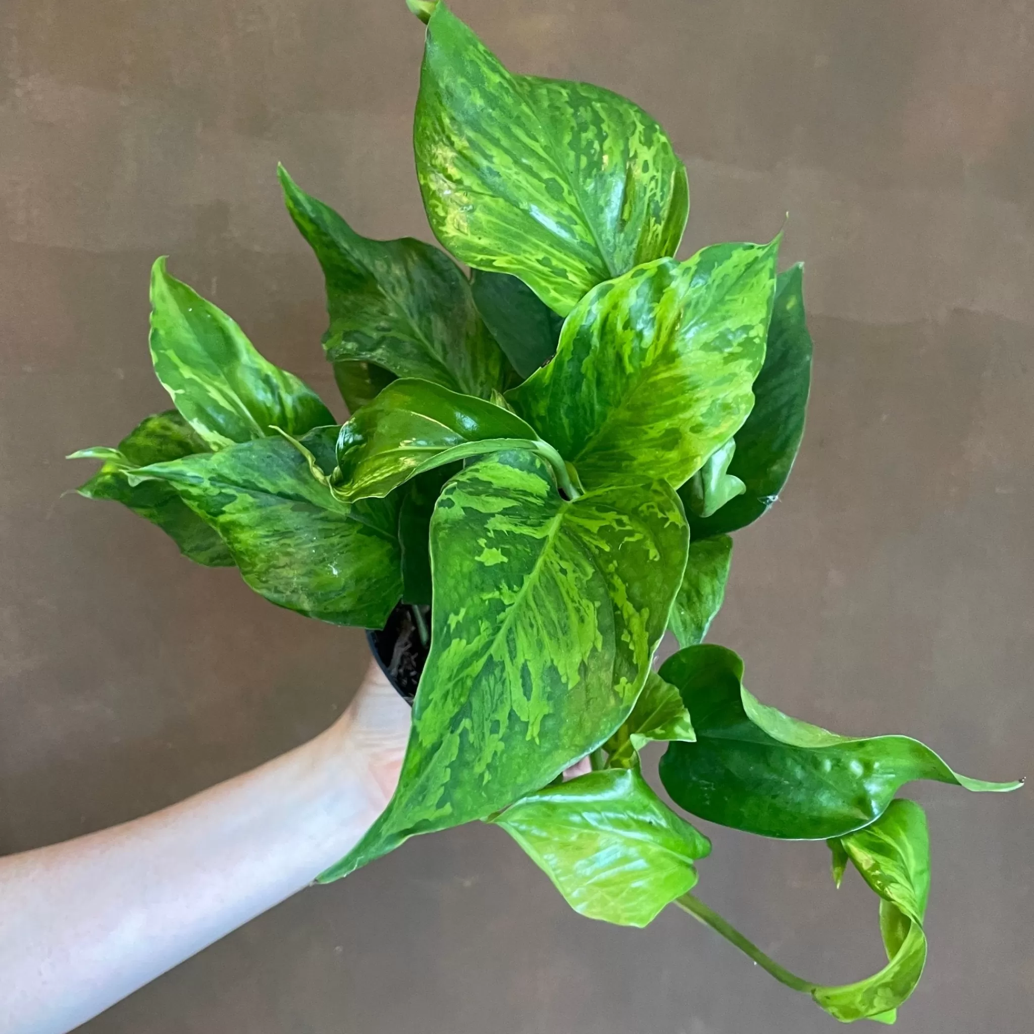 grow urban Epipremnum ‘Marble Green’- Pothos