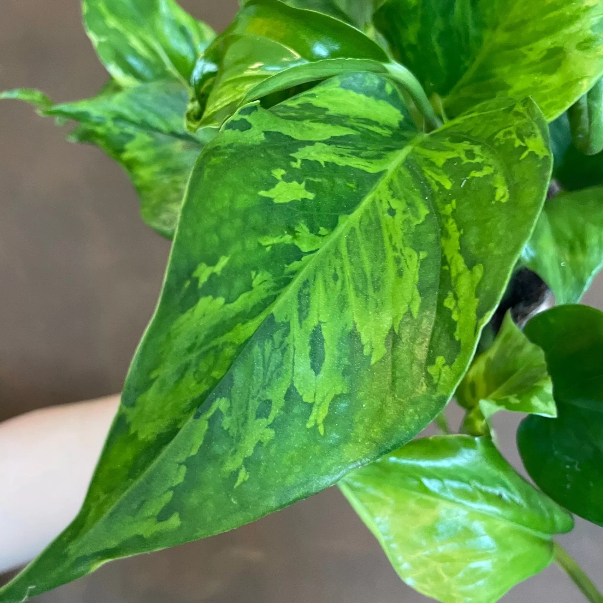 grow urban Epipremnum ‘Marble Green’- Pothos