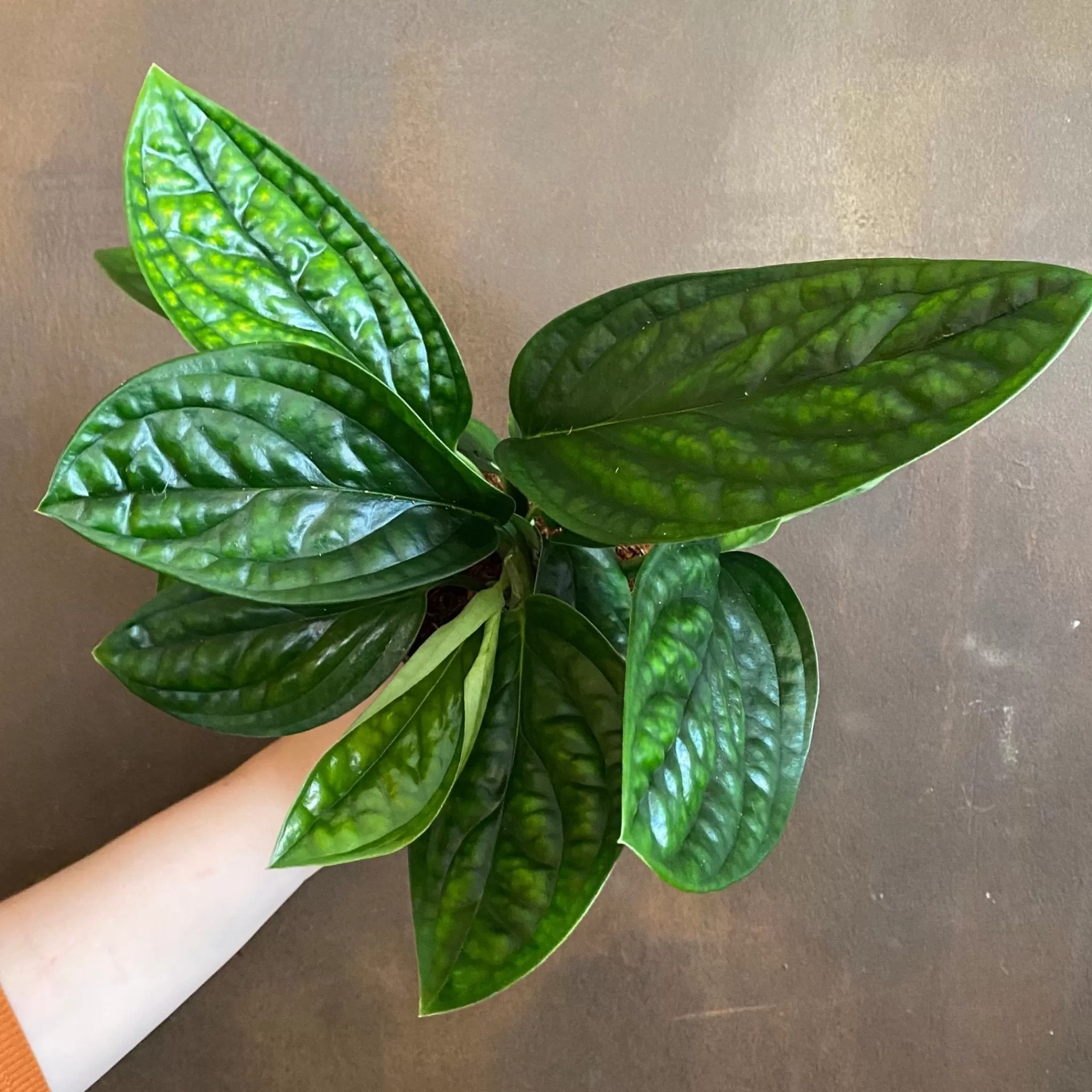 grow urban Epipremnum ‘Marble Planet’- Pothos