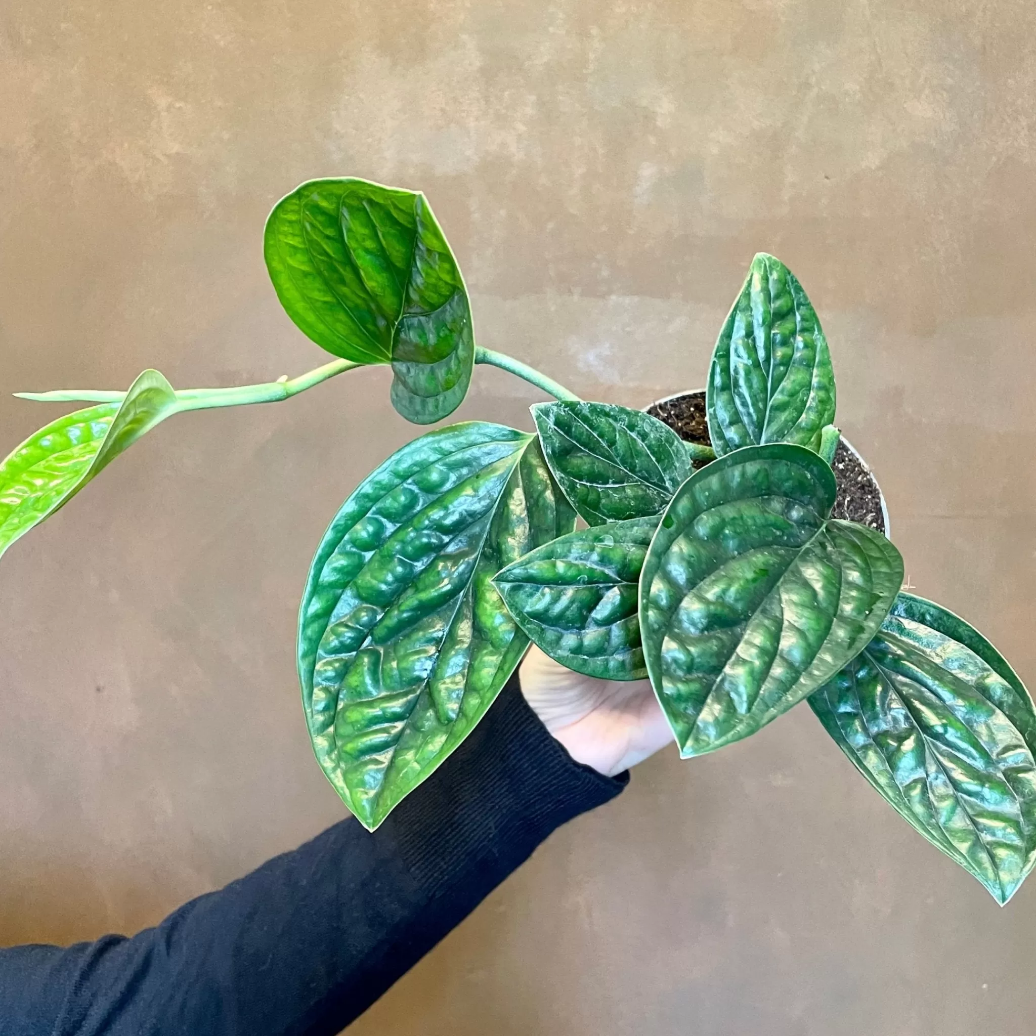 grow urban Epipremnum ‘Marble Planet’- Pothos