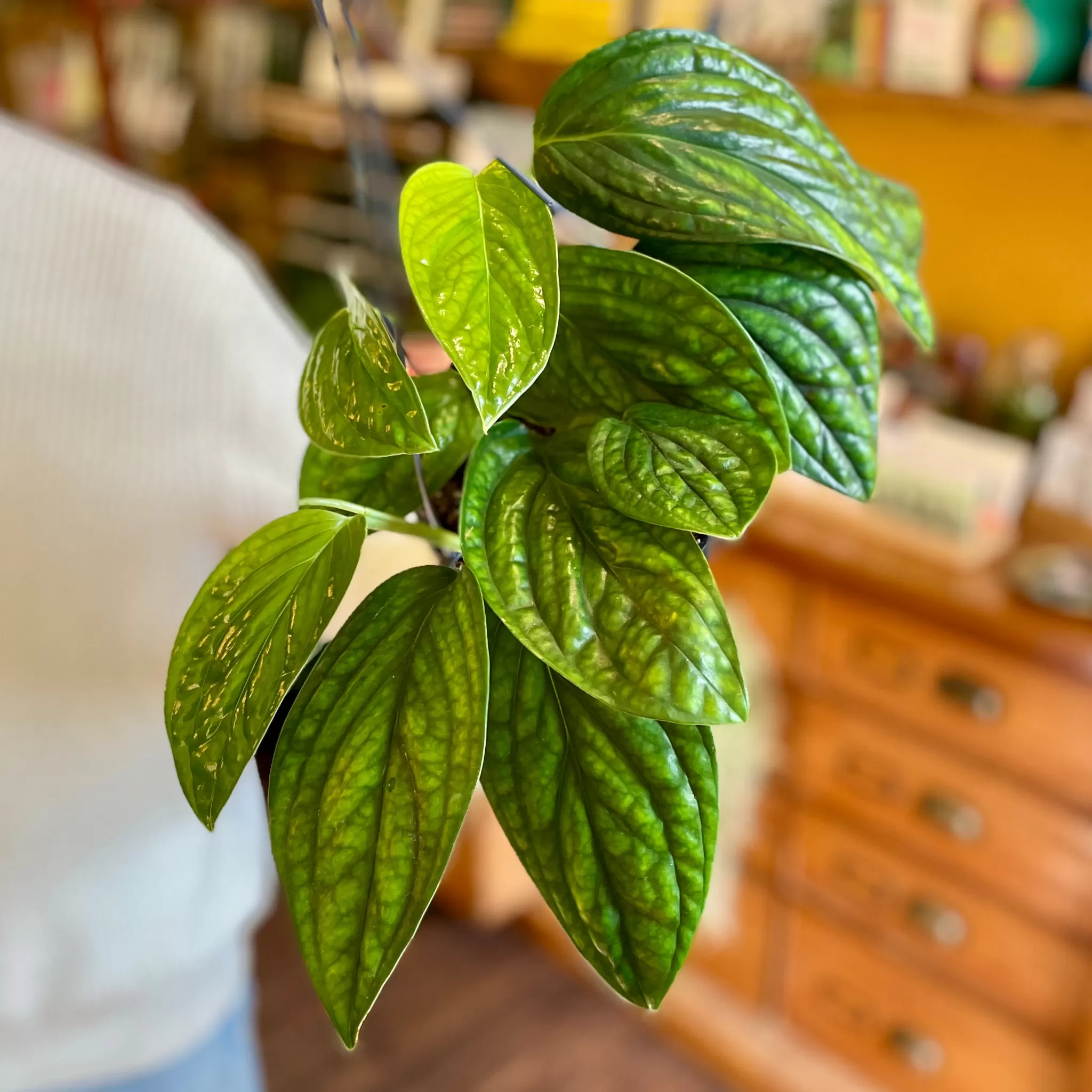 grow urban Epipremnum ‘Marble Planet’- Pothos