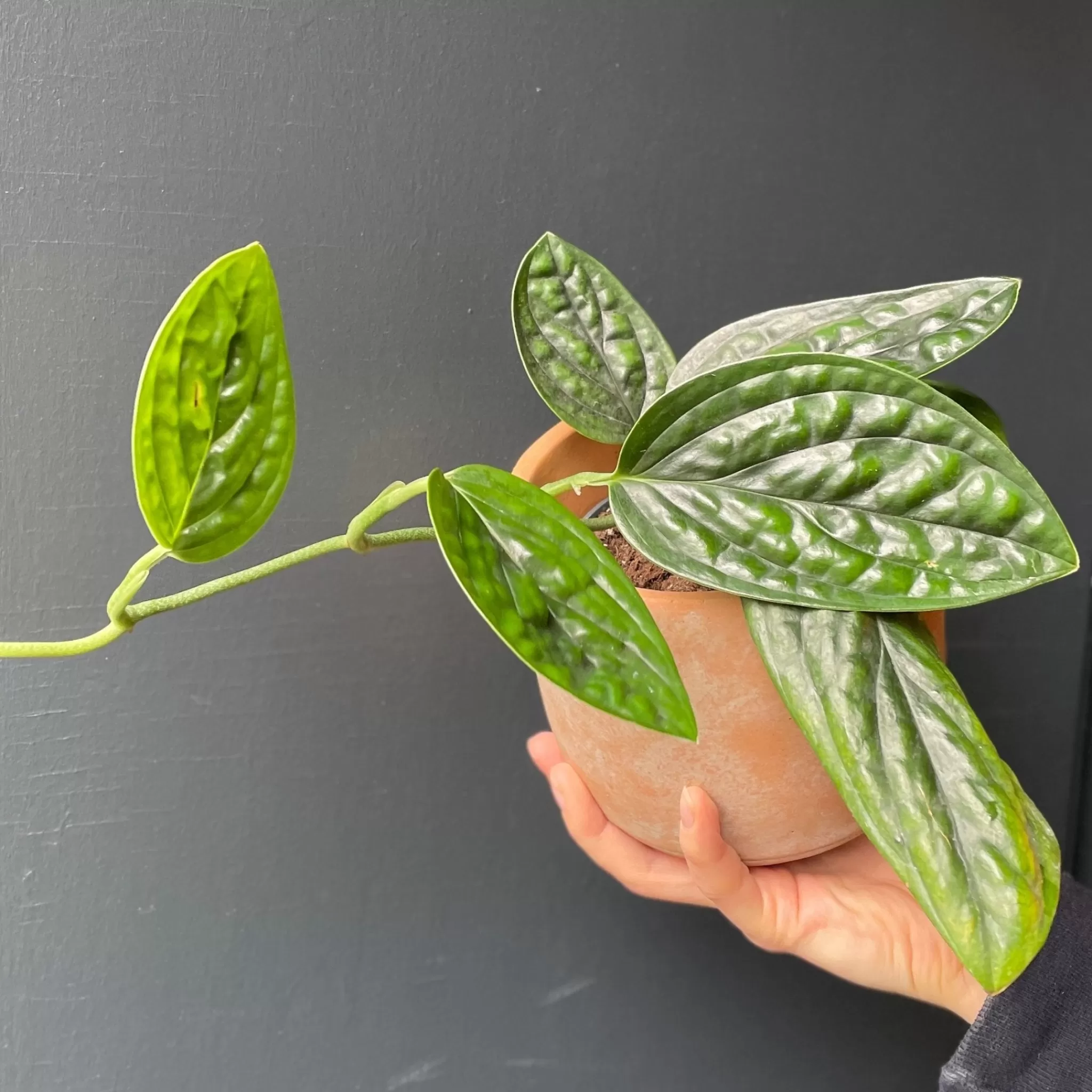 grow urban Epipremnum ‘Marble Planet’- Pothos